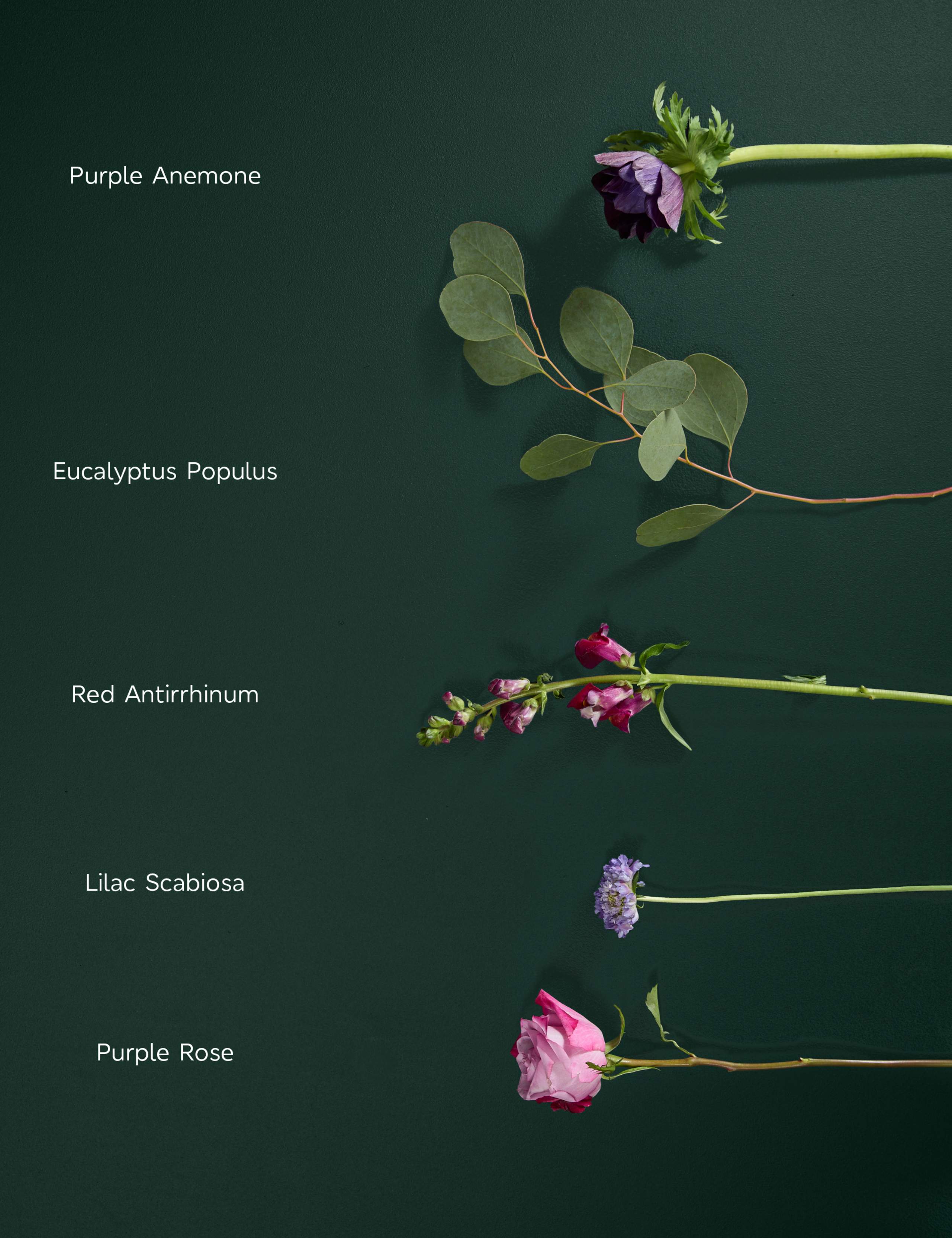 Mother's Day Roses & Antirrhinum with Vase 4 of 6