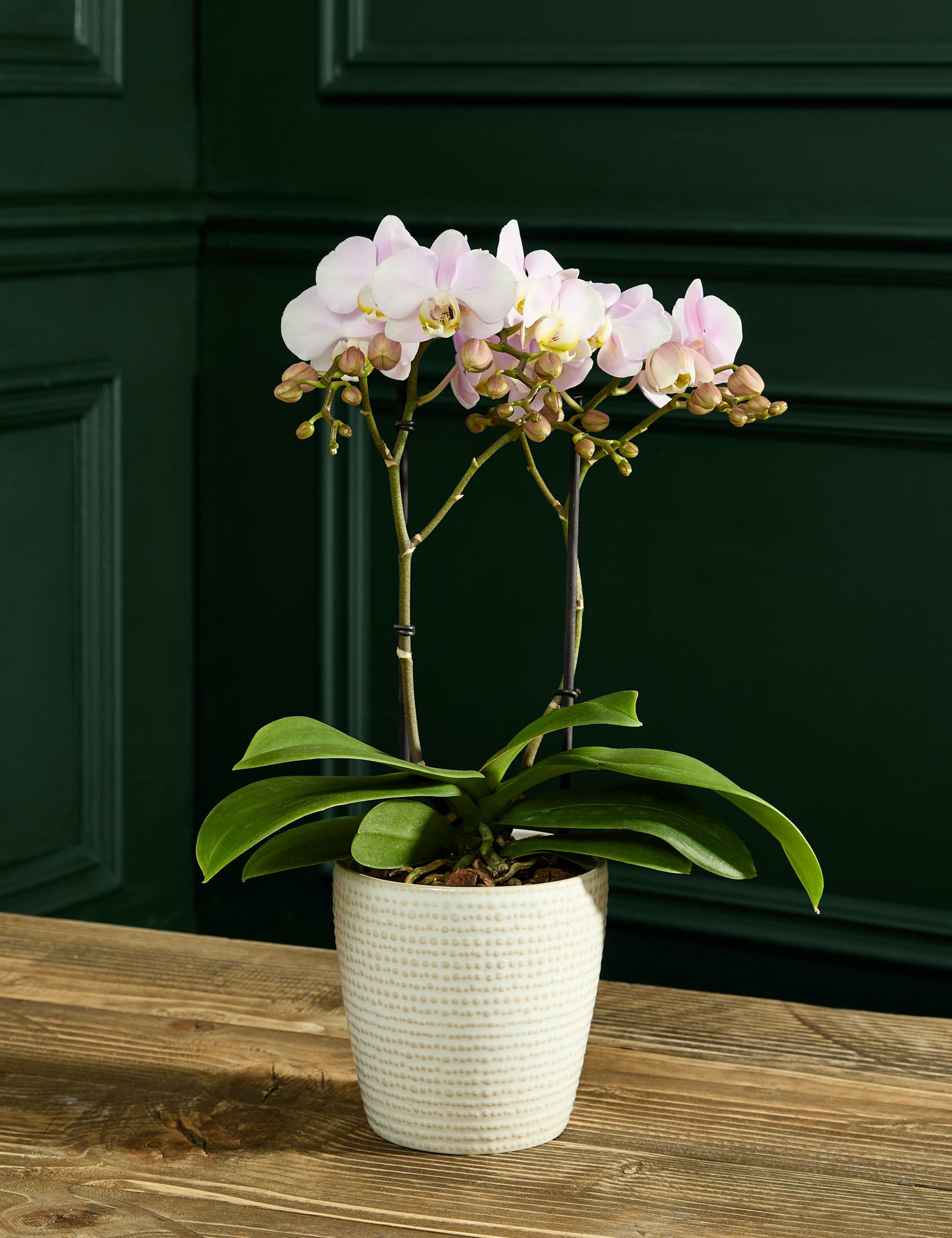 Blush Pink Orchid in Ceramic Pot 1 of 6