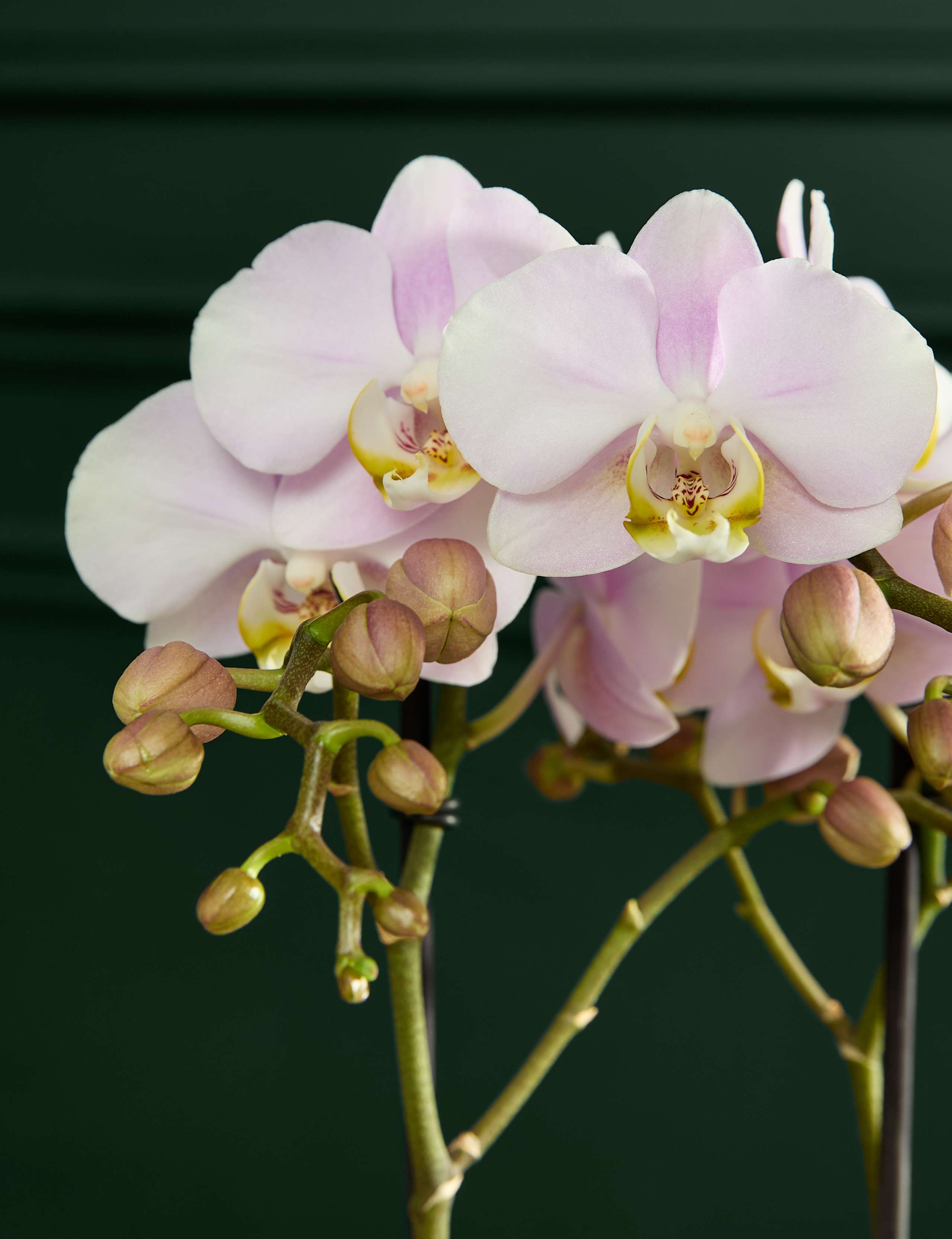 Staked Pink Orchid in Ceramic Pot 3 of 4