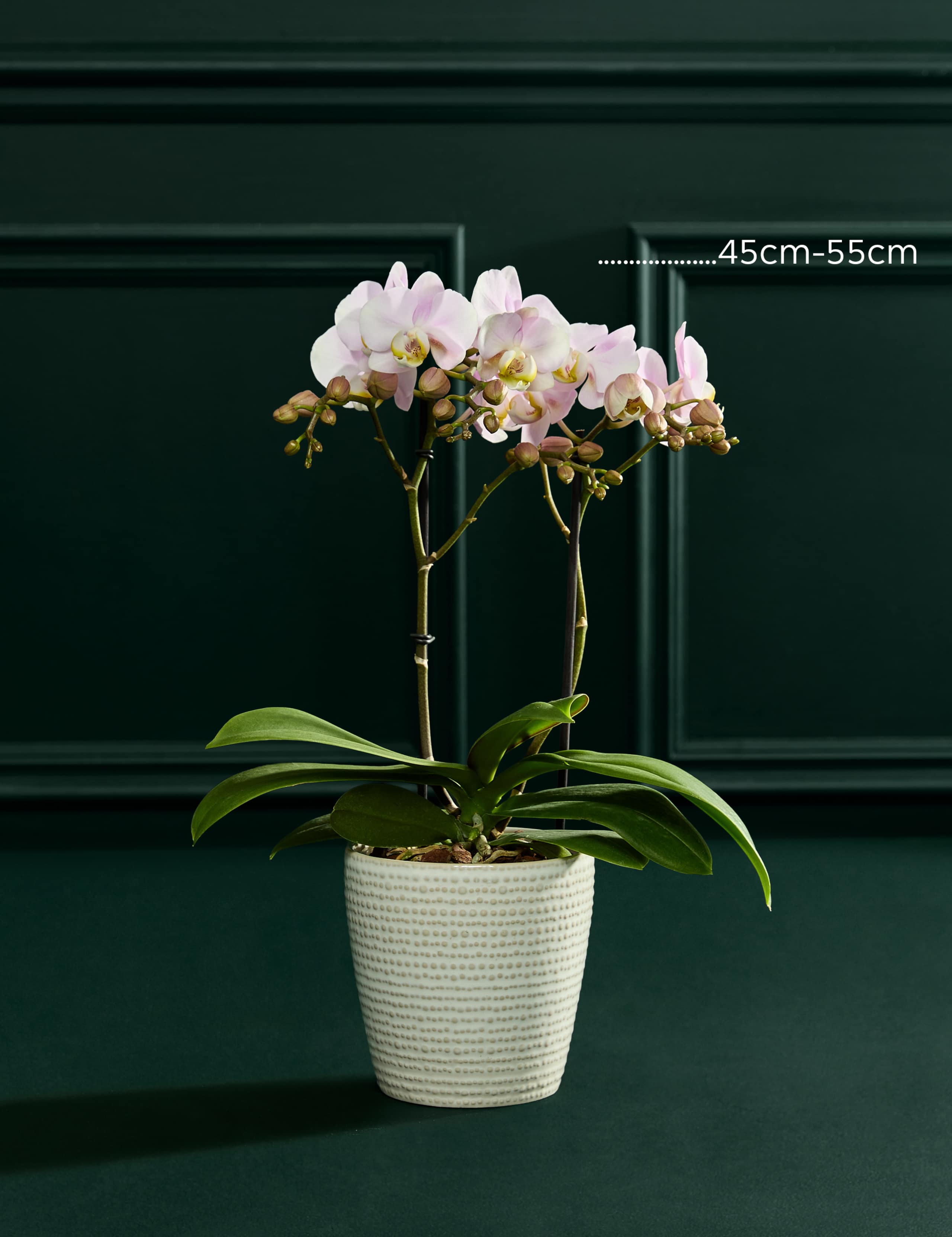 Blush Pink Orchid in Ceramic Pot 4 of 6