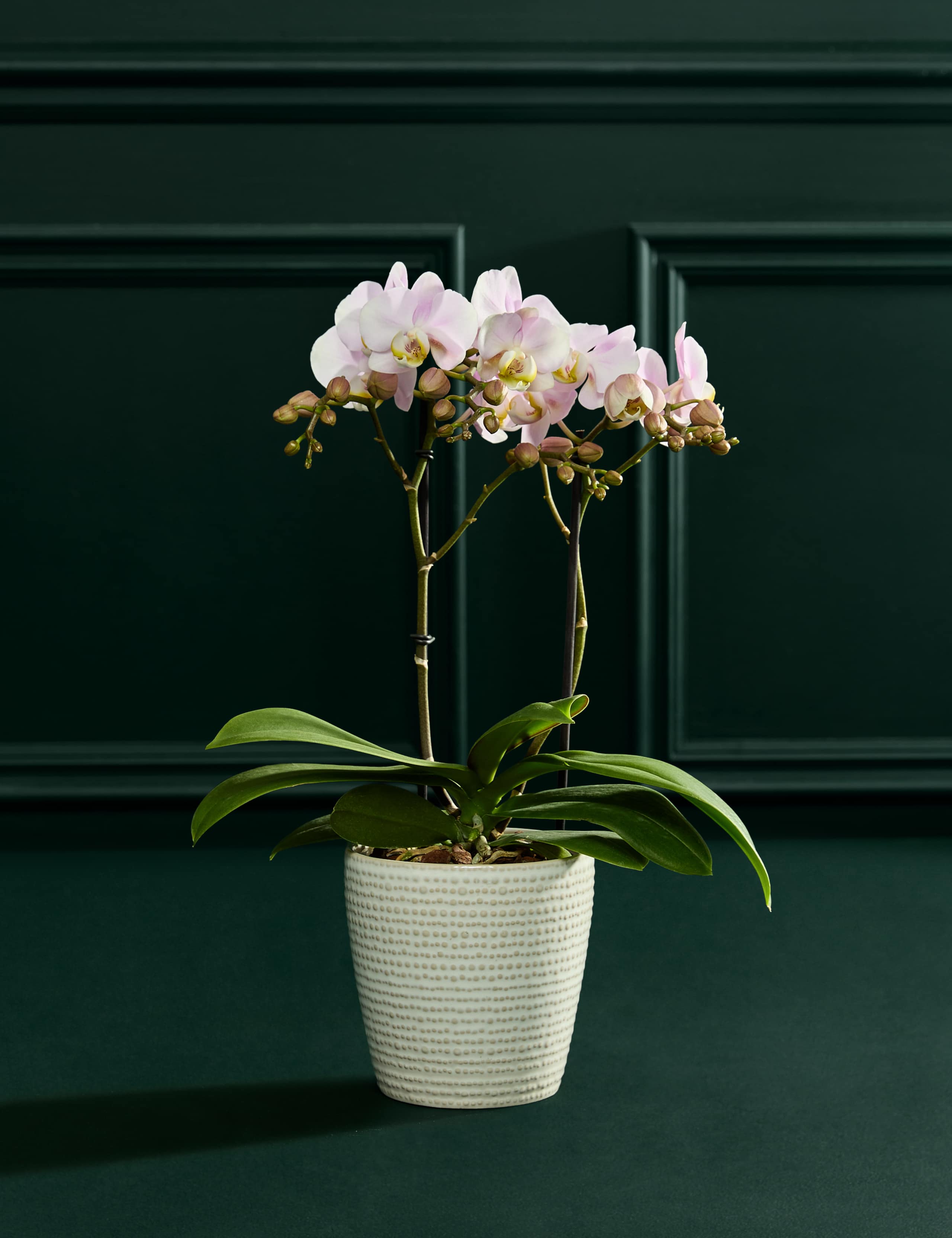 Staked Pink Orchid in Ceramic Pot 2 of 4