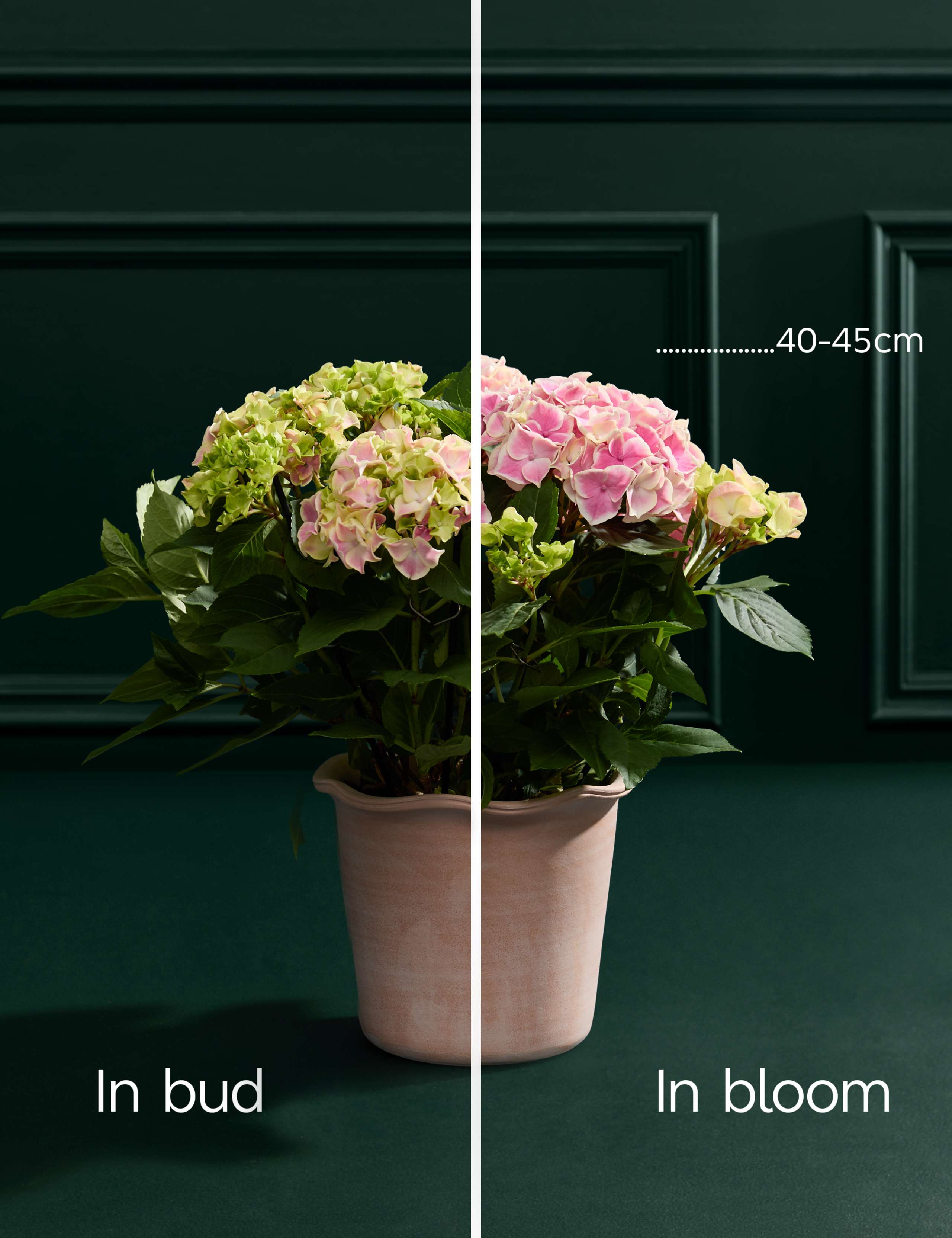 Pink Hydrangea in Ceramic Pot 3 of 5