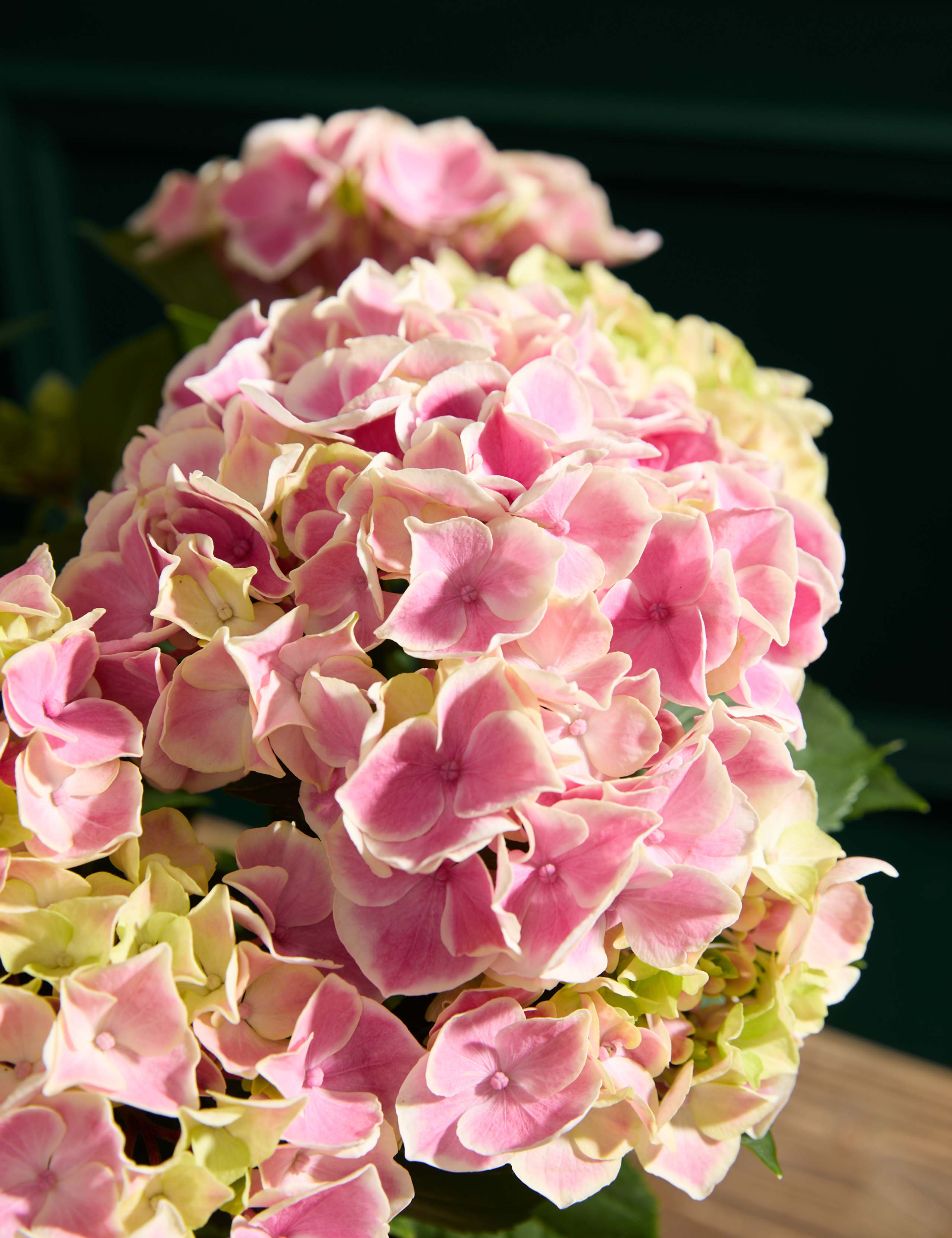 Pink Hydrangea in Ceramic Pot 2 of 5