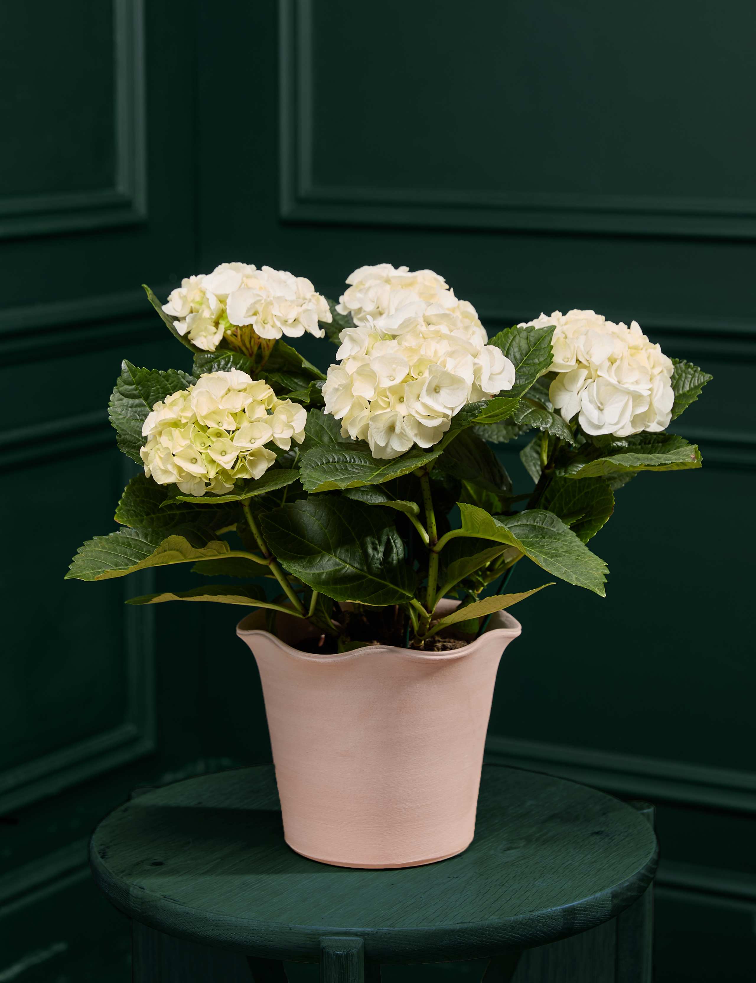 White Hydrangea in Ceramic Pot 1 of 4