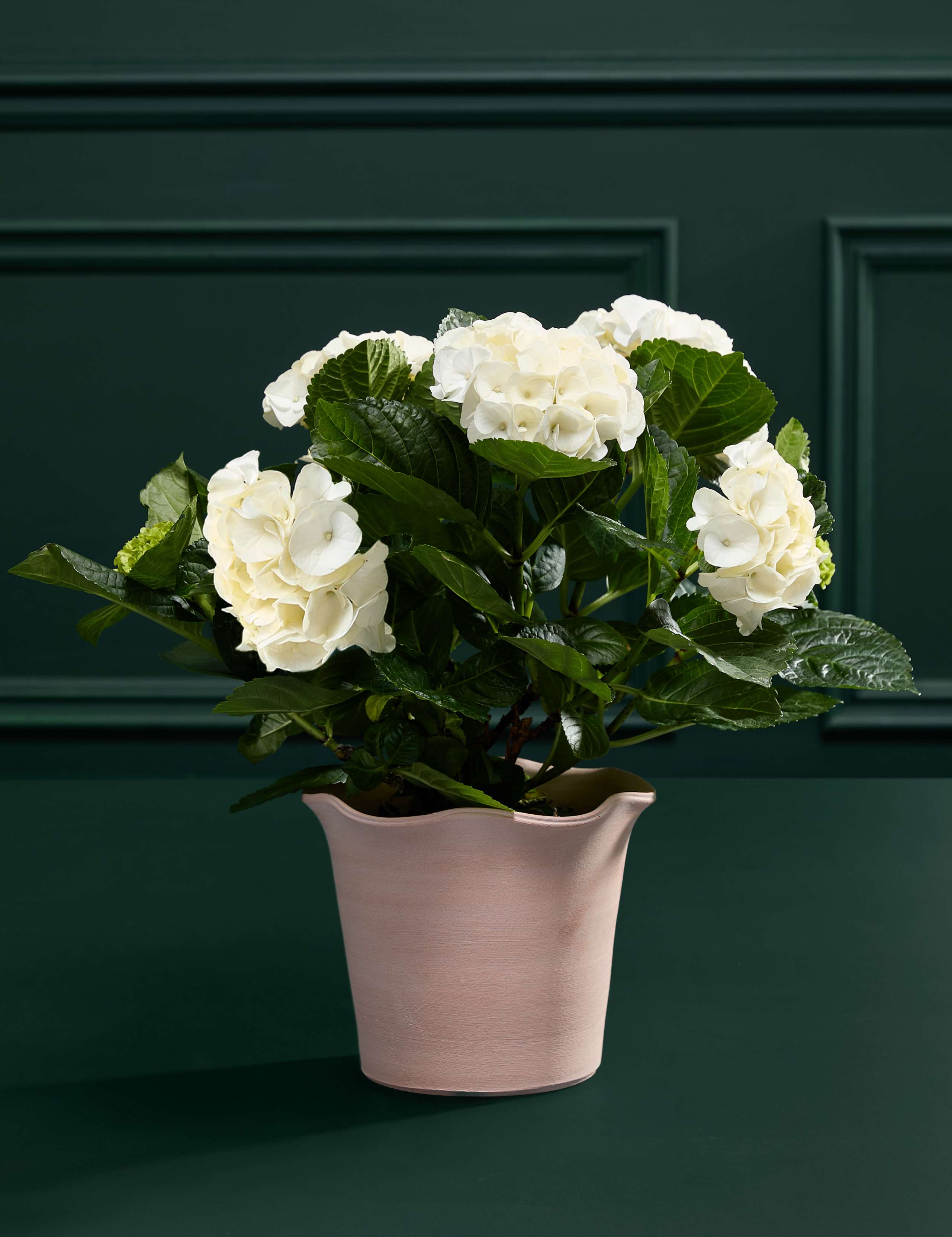 White Hydrangea in Ceramic Pot 3 of 4