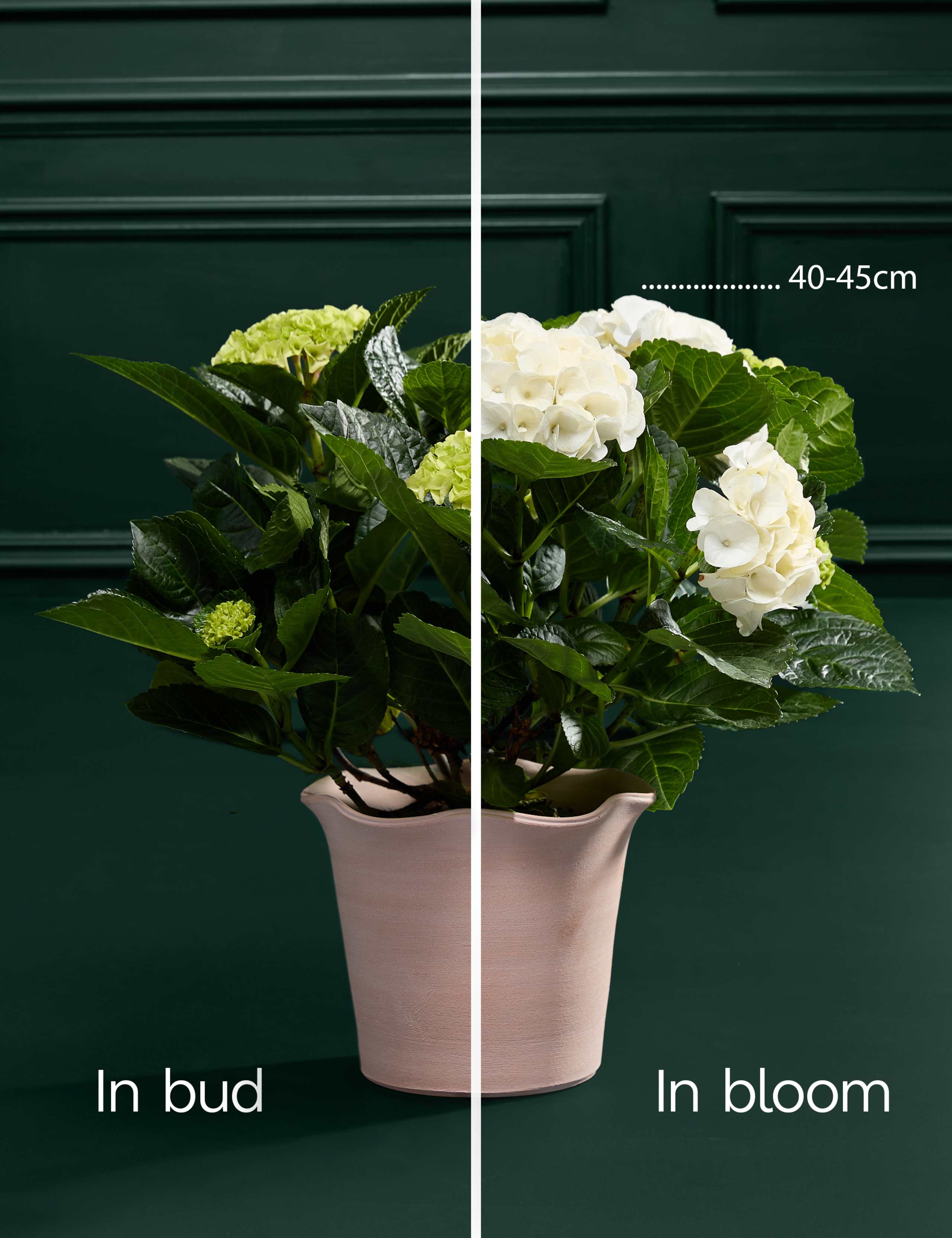 White Hydrangea in Ceramic Pot 4 of 4