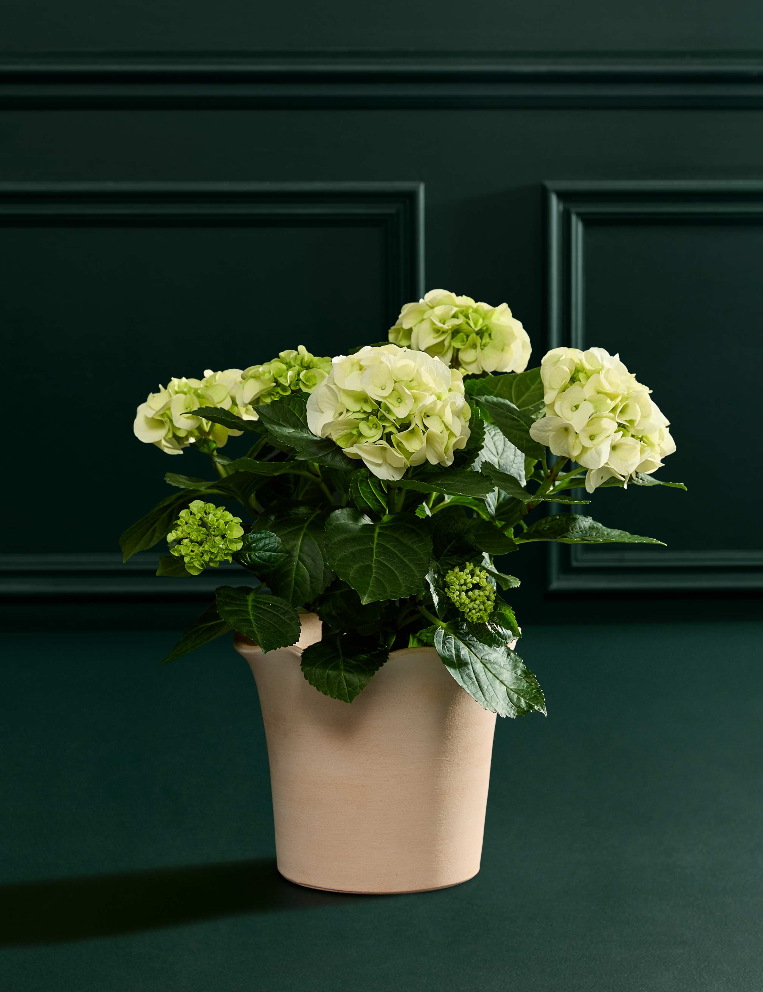 White Hydrangea in Ceramic Pot 5 of 7