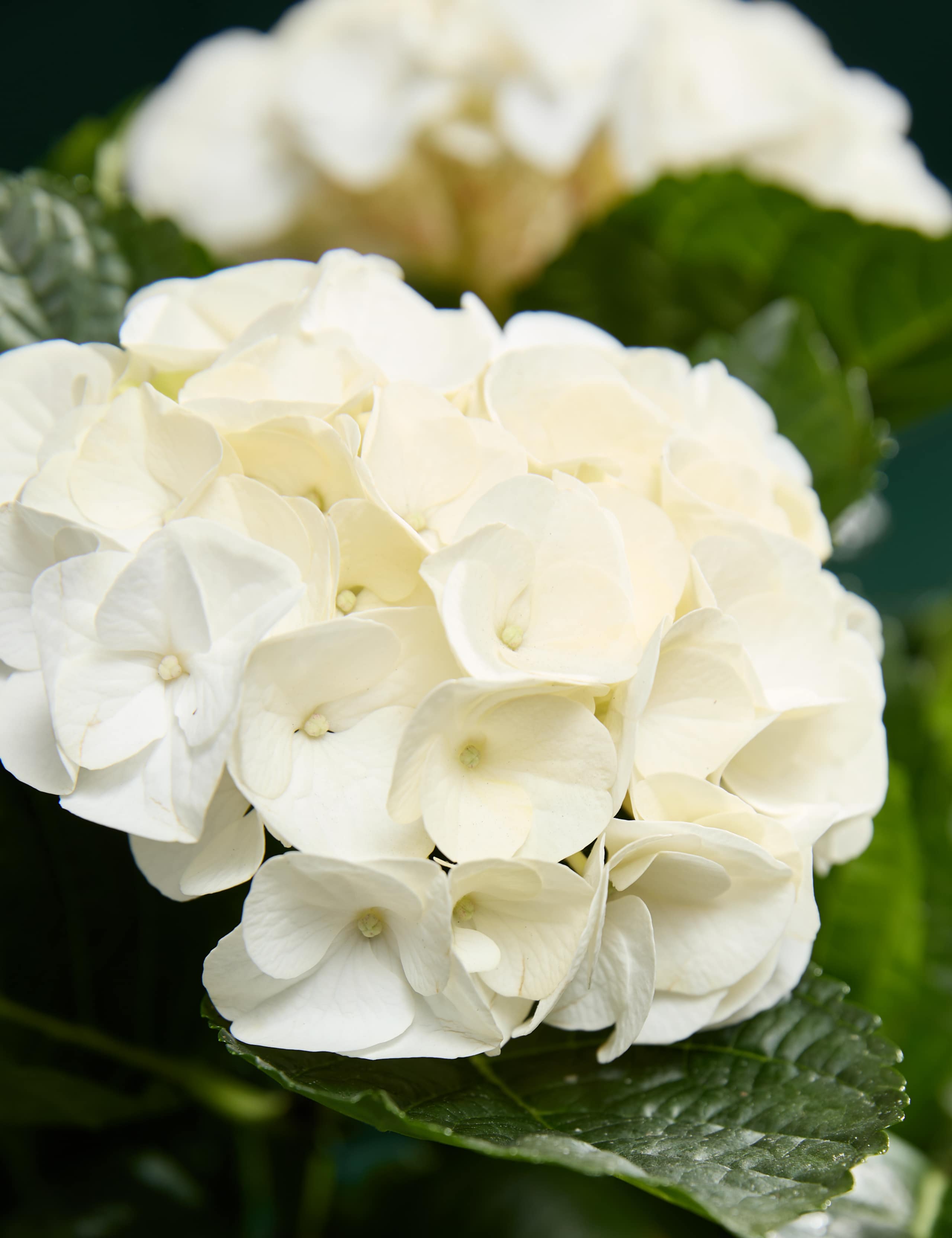 White Hydrangea in Ceramic Pot 2 of 4