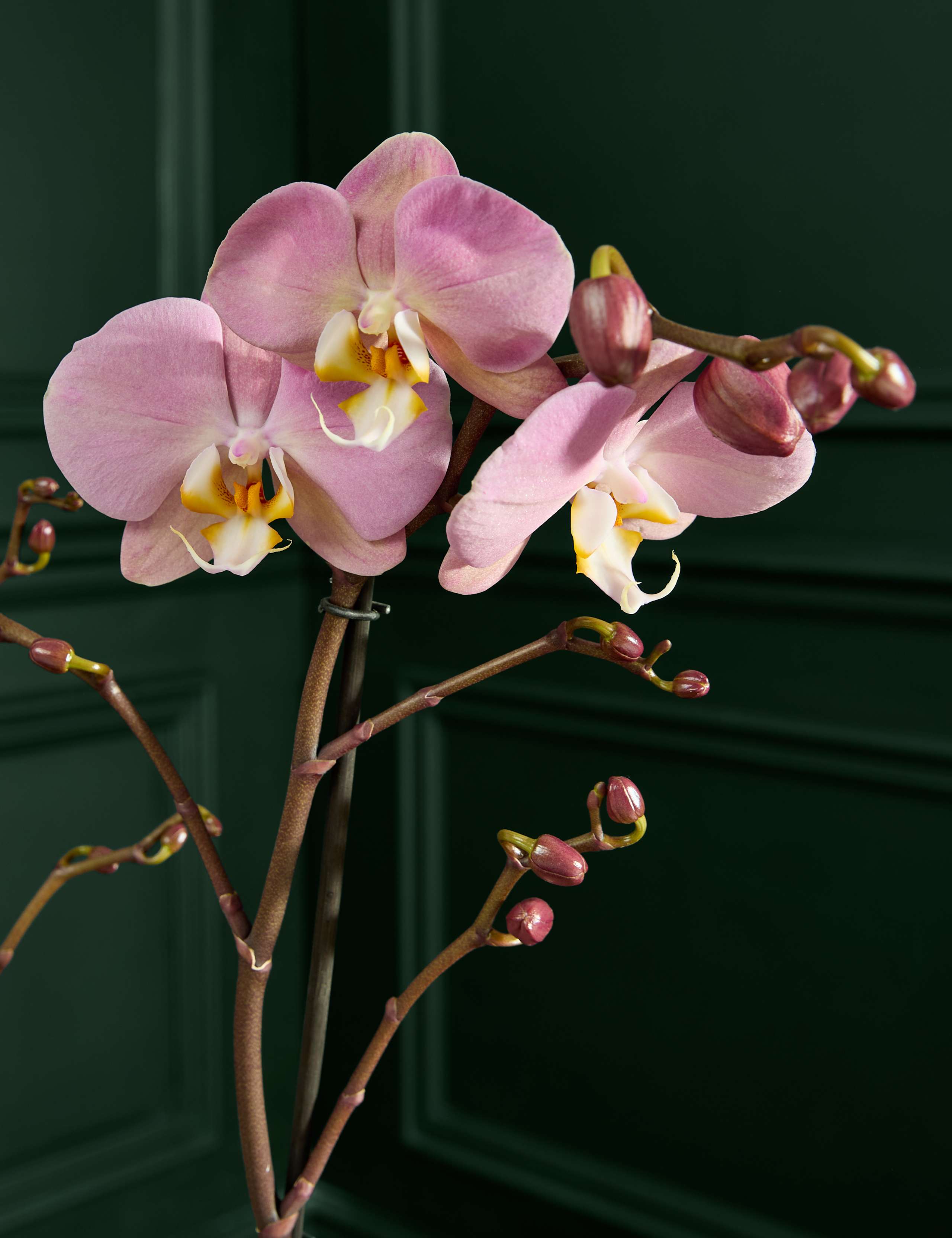 Lower Staked Pink Orchid with Champagne & Calm Candle 3 of 3