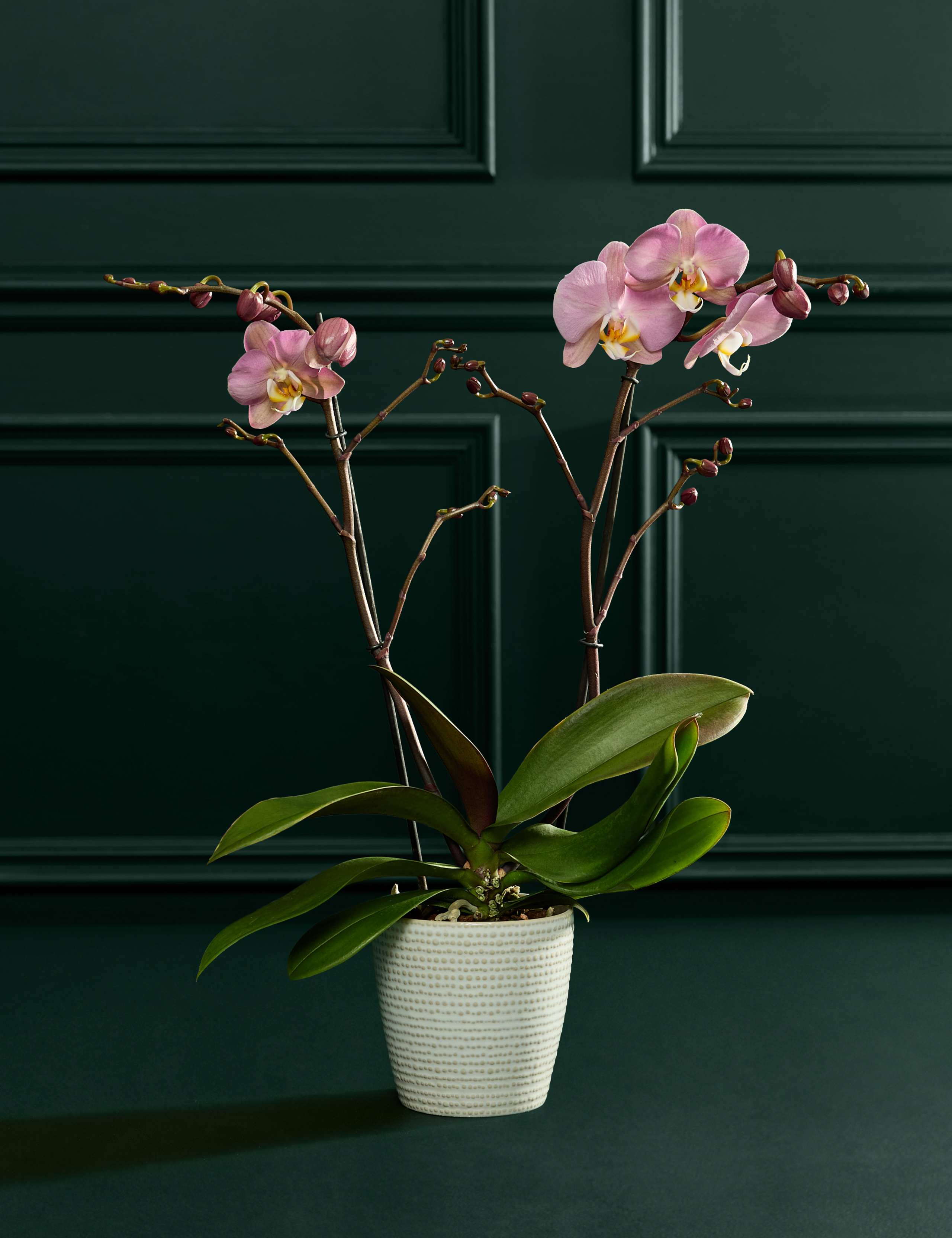 Lower Staked Pink Orchid with Champagne & Calm Candle 2 of 3