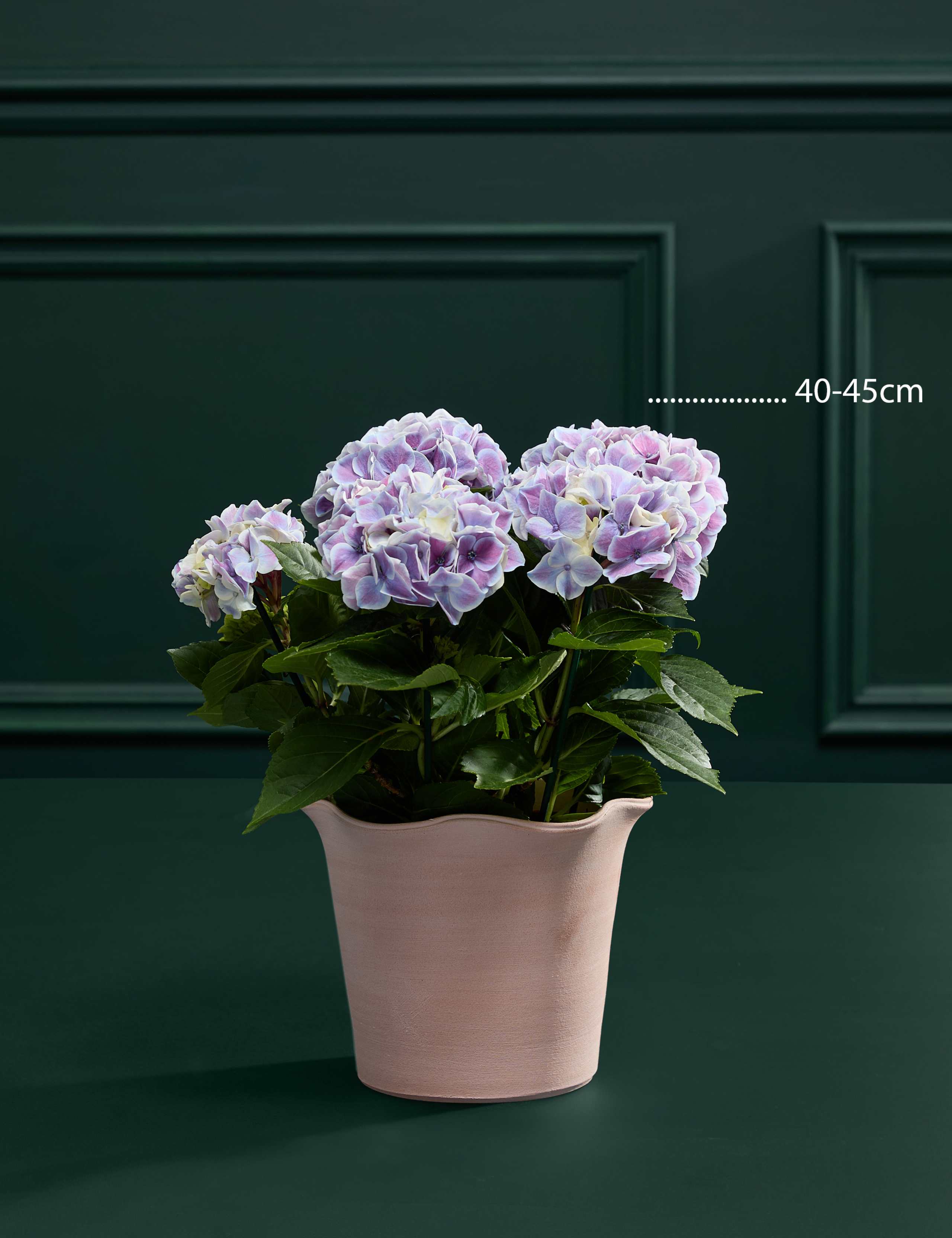 Blue Hydrangea in Ceramic Pot 3 of 3