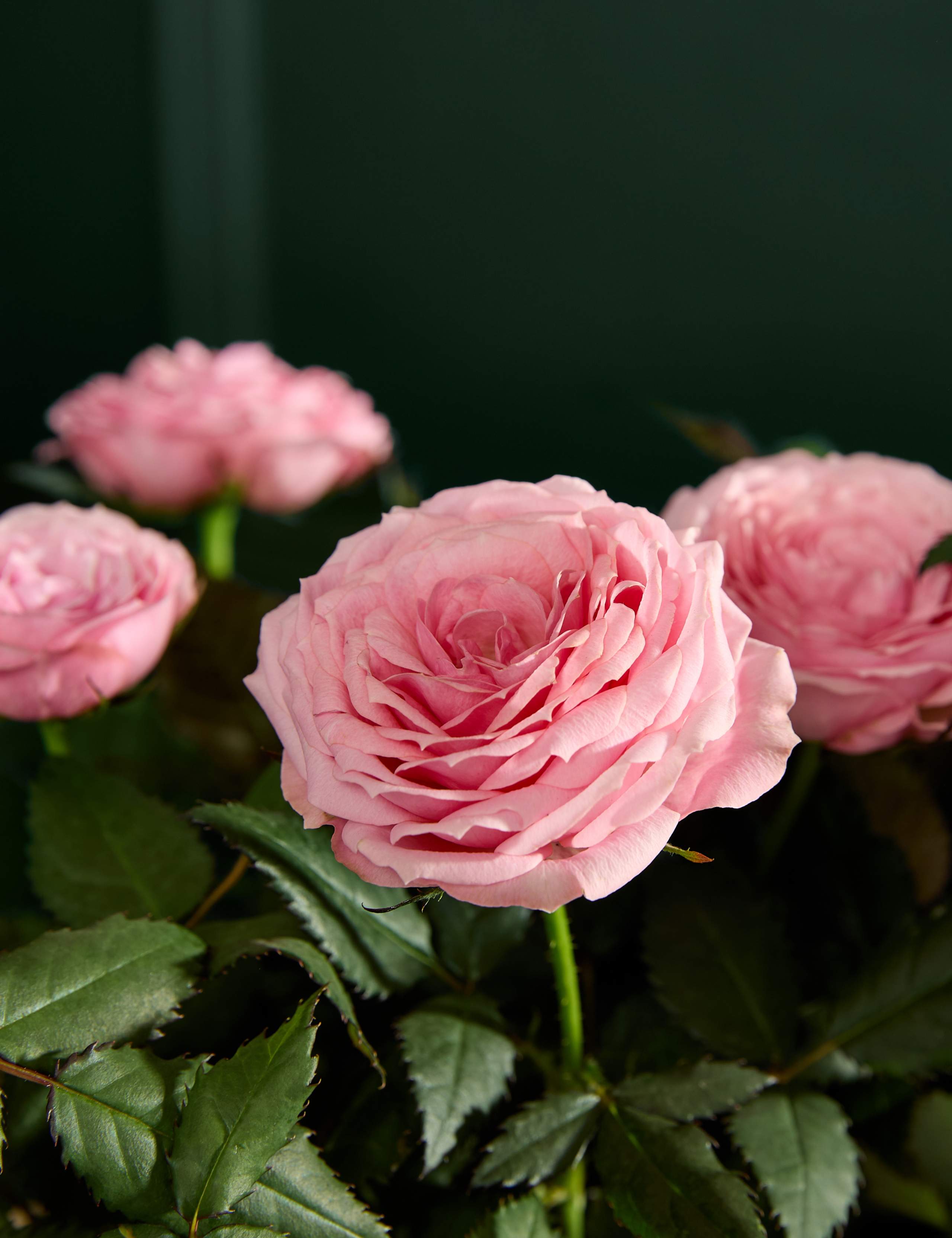 Pink Rose Flowering Basket 3 of 6