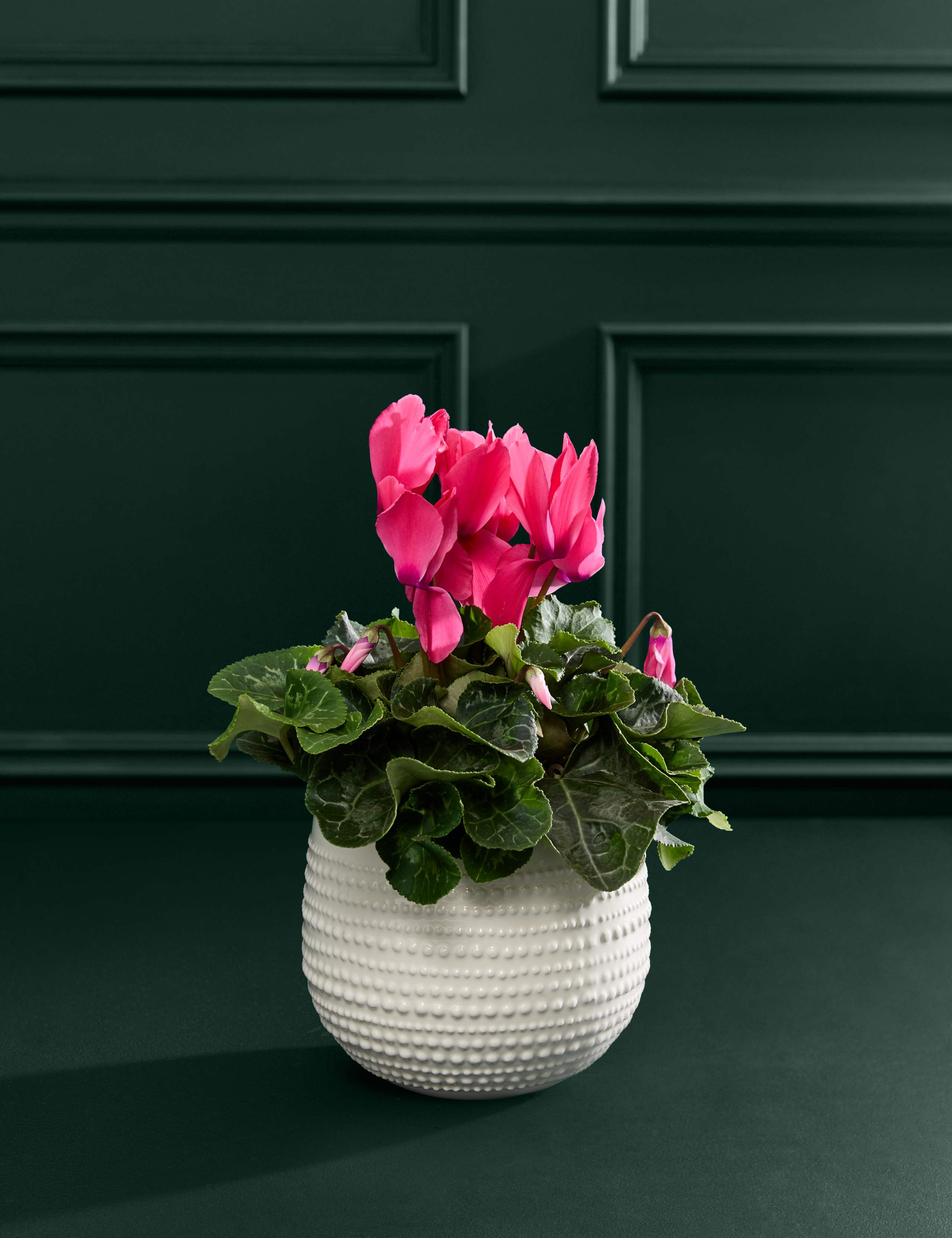 Pink Cyclamen in Ceramic Pot 3 of 3