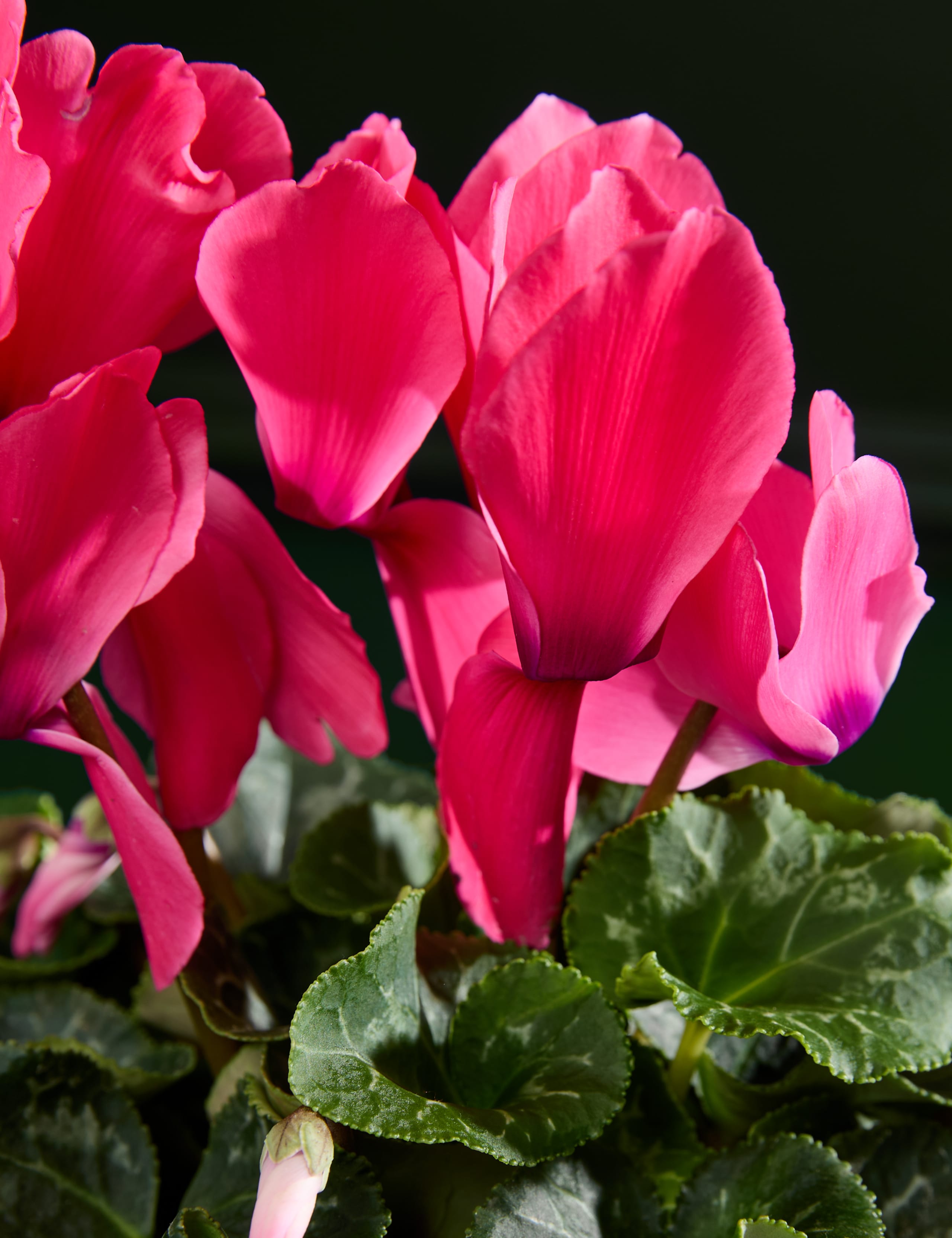 Pink Cyclamen in Ceramic Pot 2 of 3