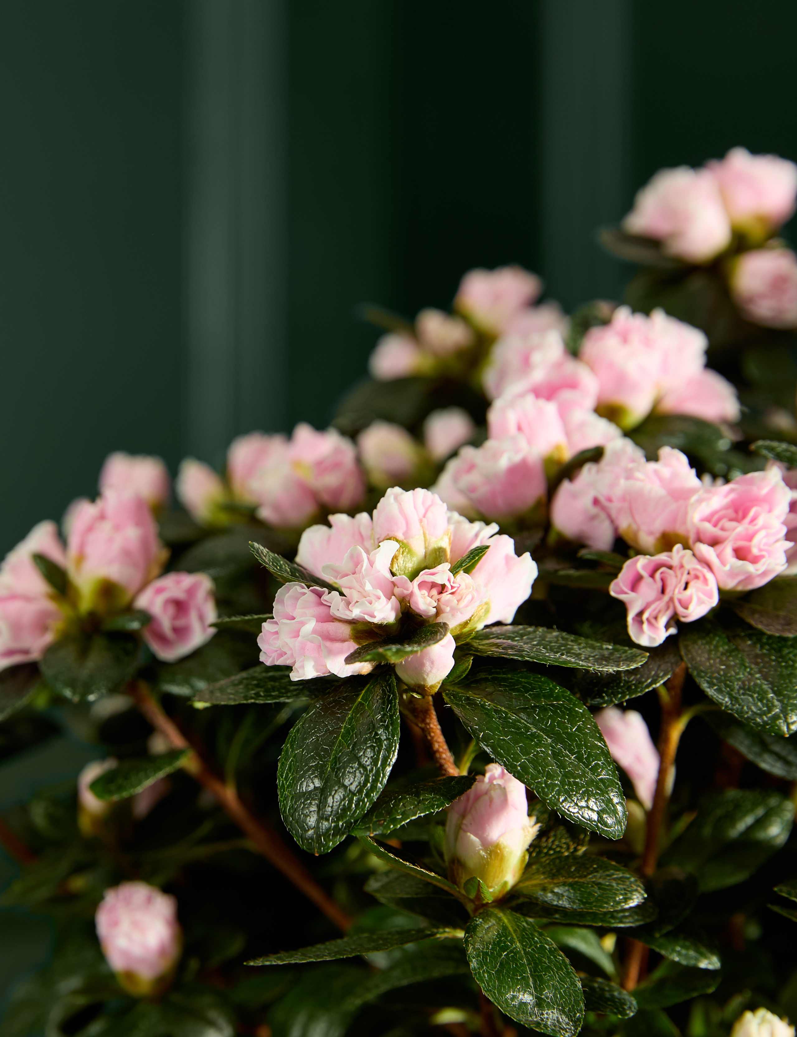 Mothers Day Pink Azalea in Ceramic pot 3 of 4