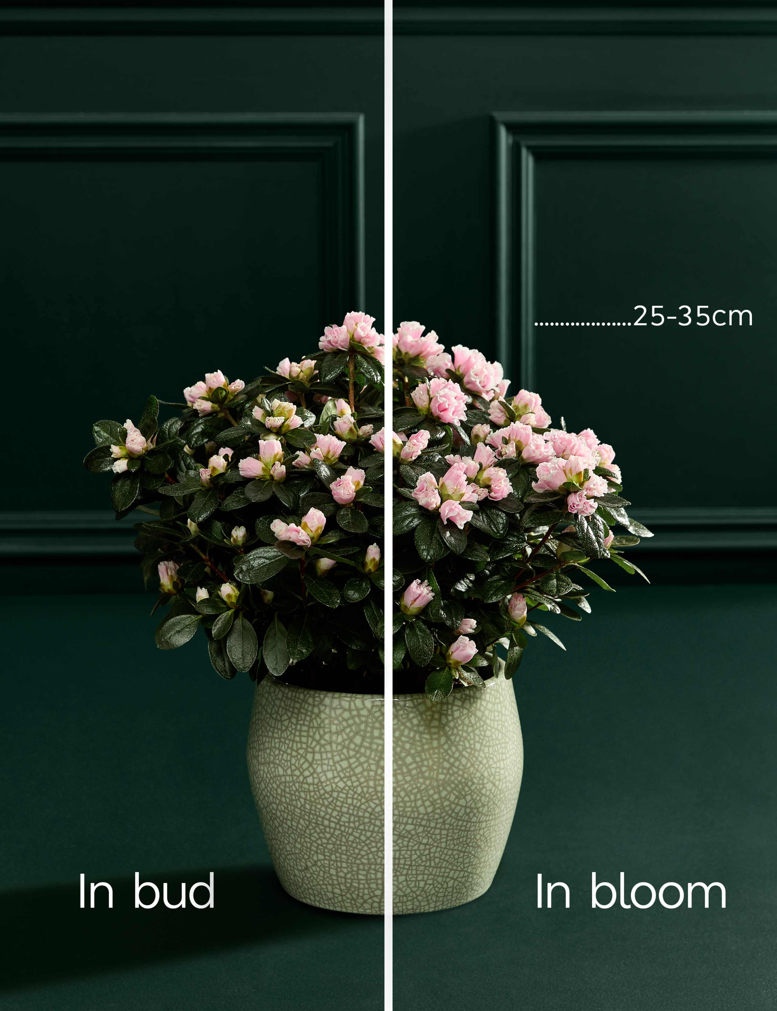 Pink Azalea in Ceramic Pot 4 of 6