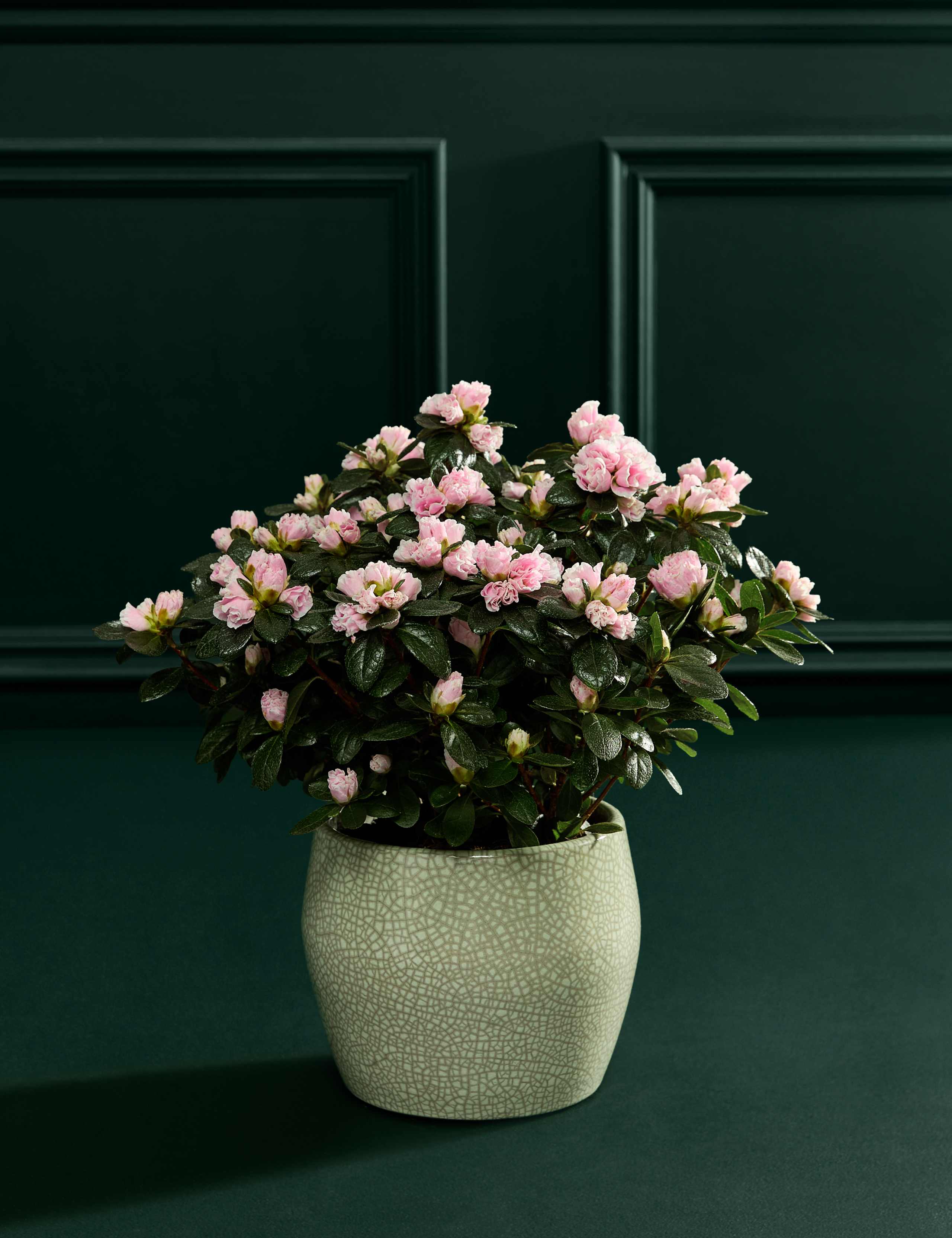 Mothers Day Pink Azalea in Ceramic pot 2 of 4