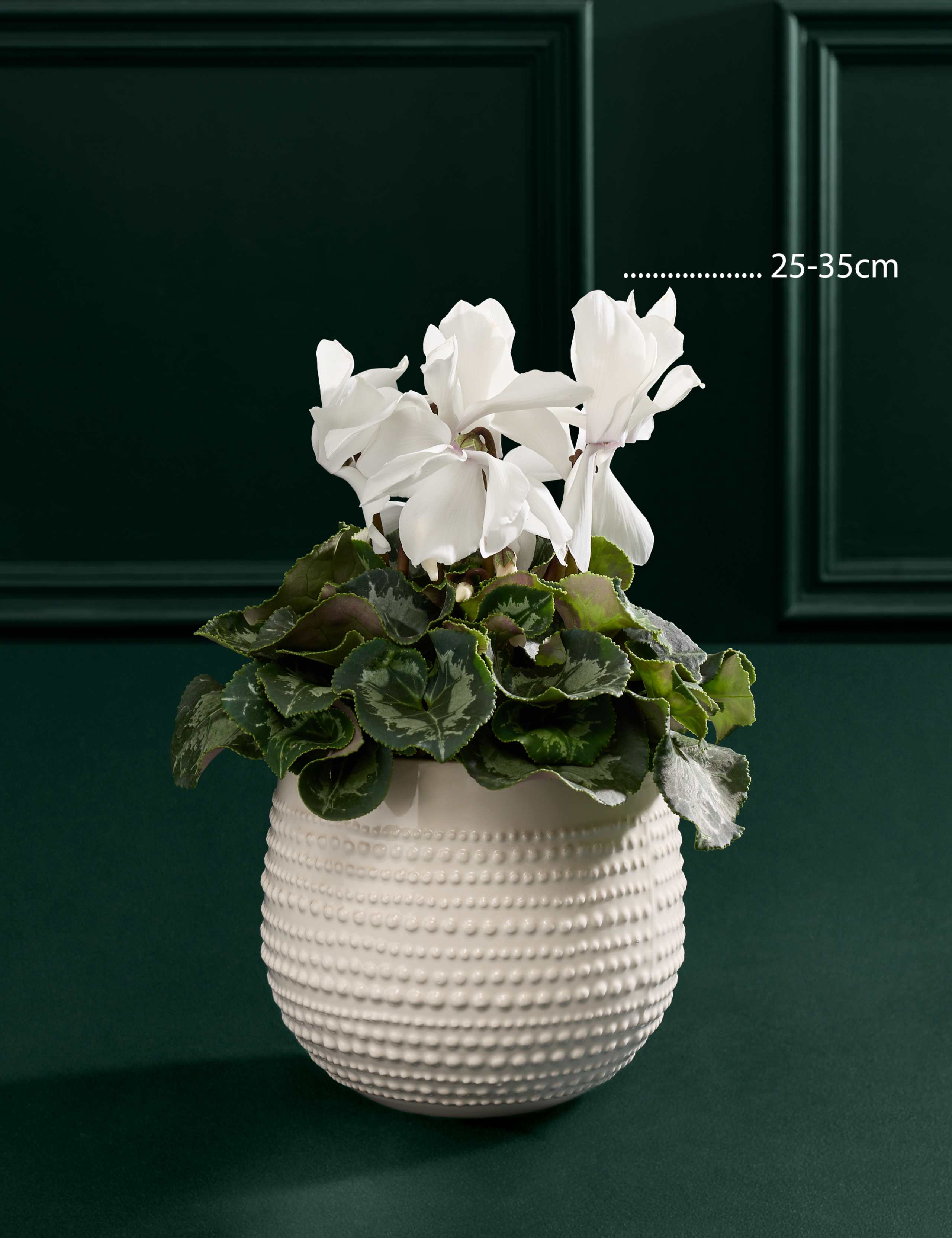 White Cyclamen in Ceramic Pot 3 of 3