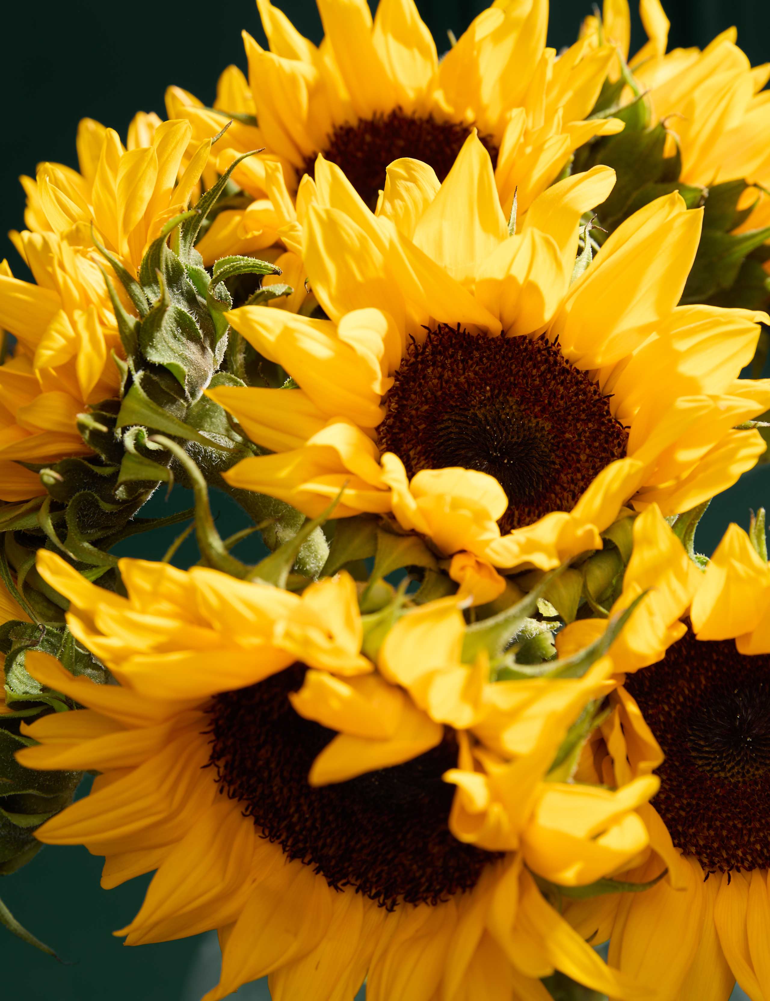 British Sunflower & Florentines 3 of 8