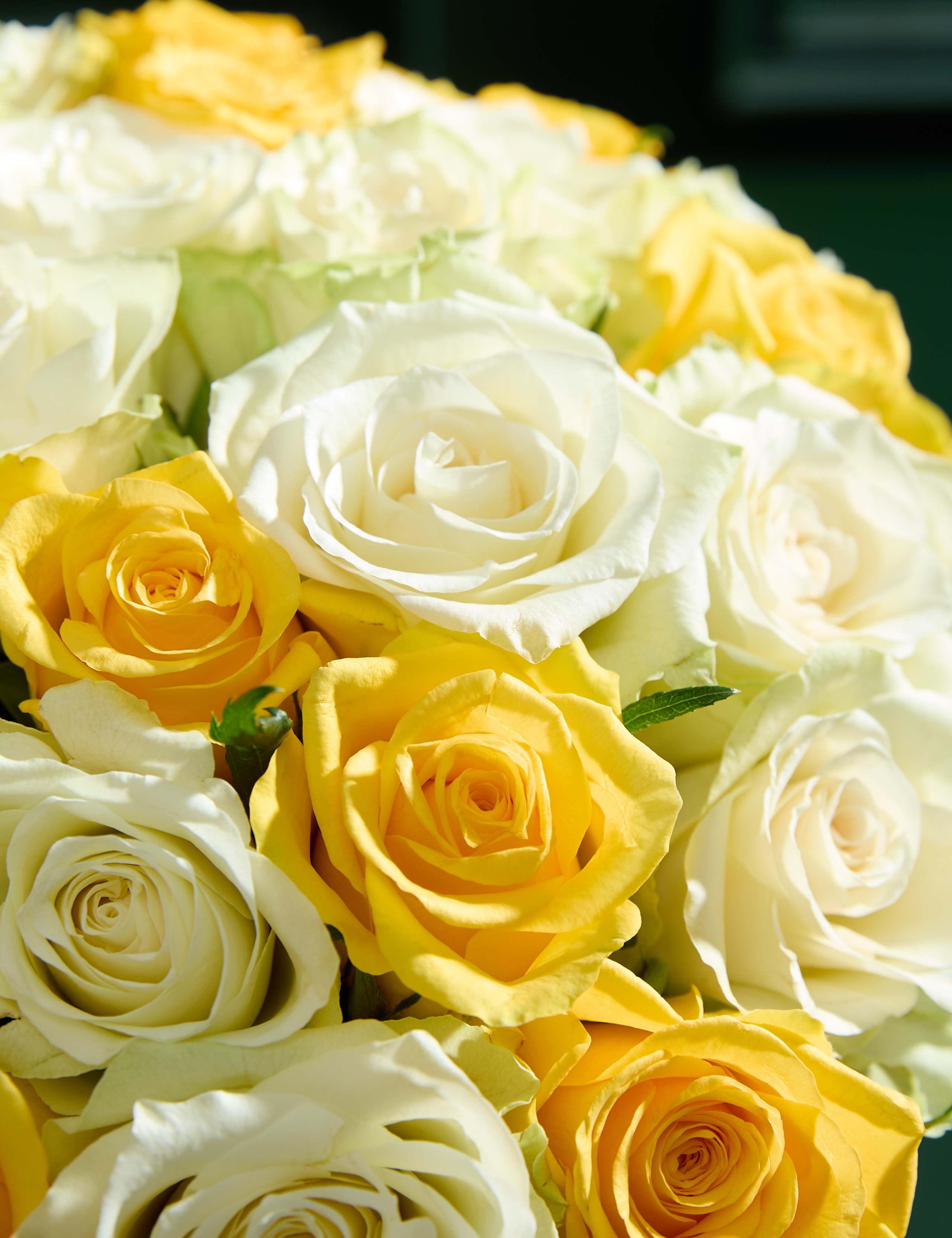 Medium Yellow Rose Abundance Bouquet 4 of 7