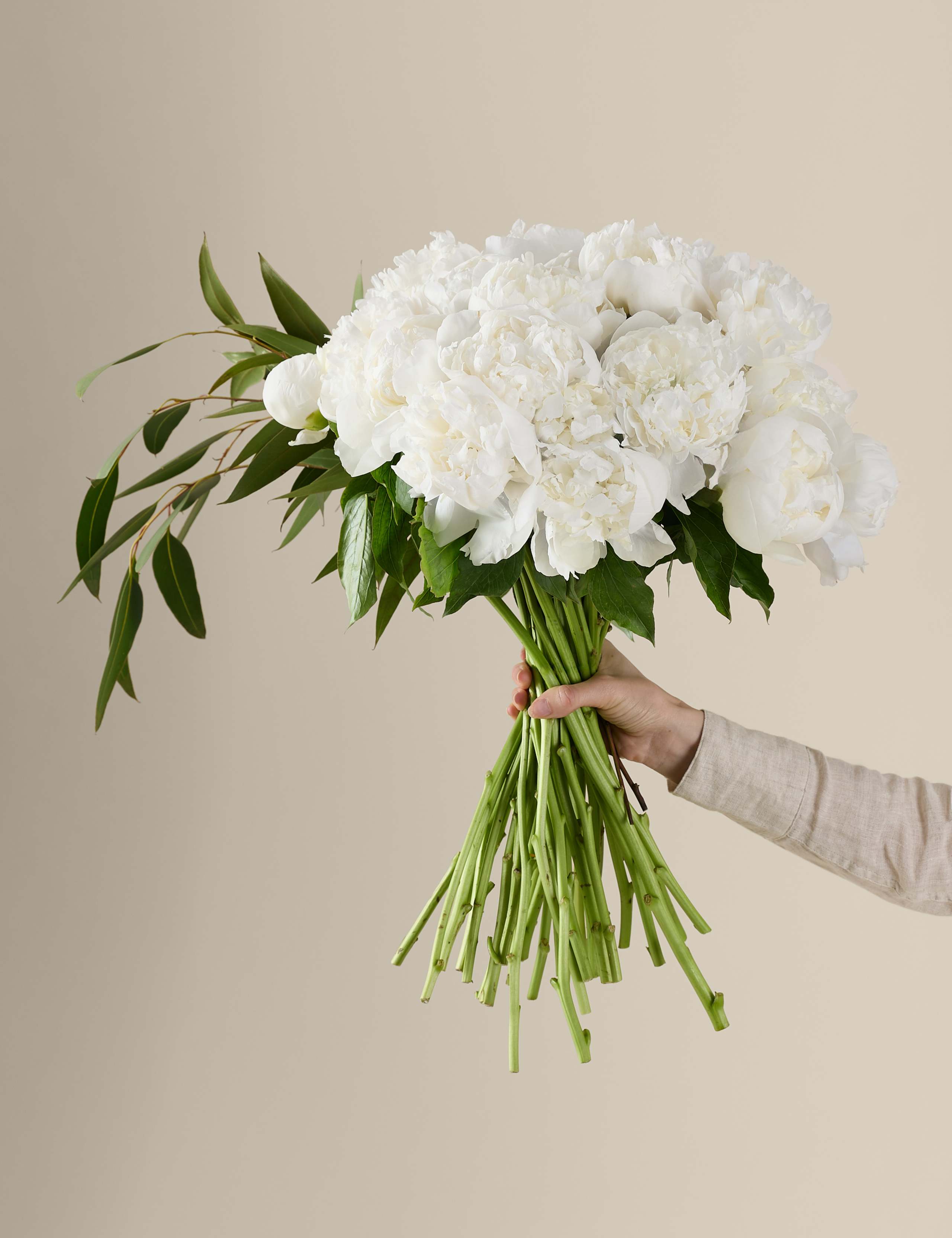 Bountiful Peony Bouquet 1 of 8