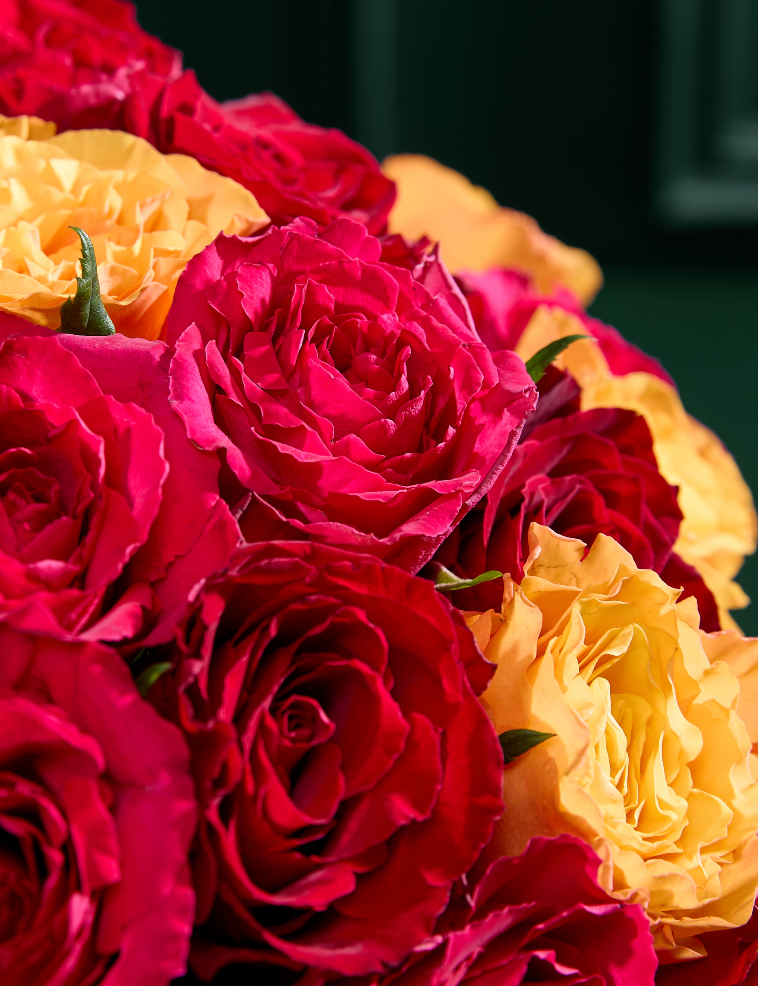 Large Radiant Rose Abundance Bouquet 6 of 10