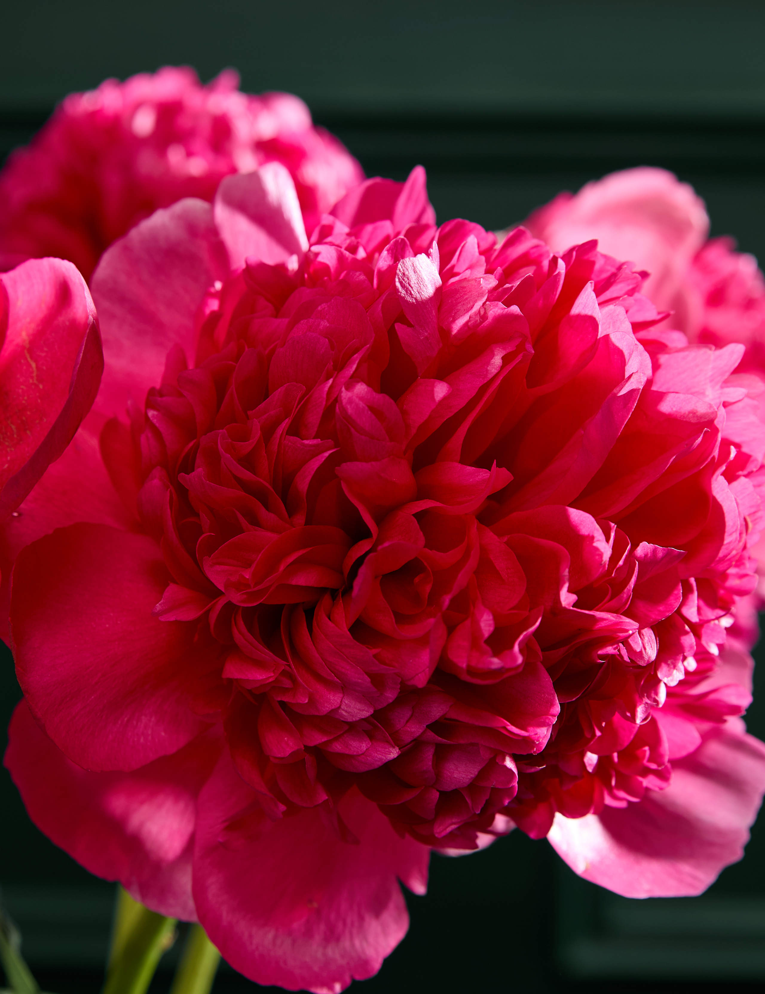 Grand Blush Peony Bouquet 3 of 6