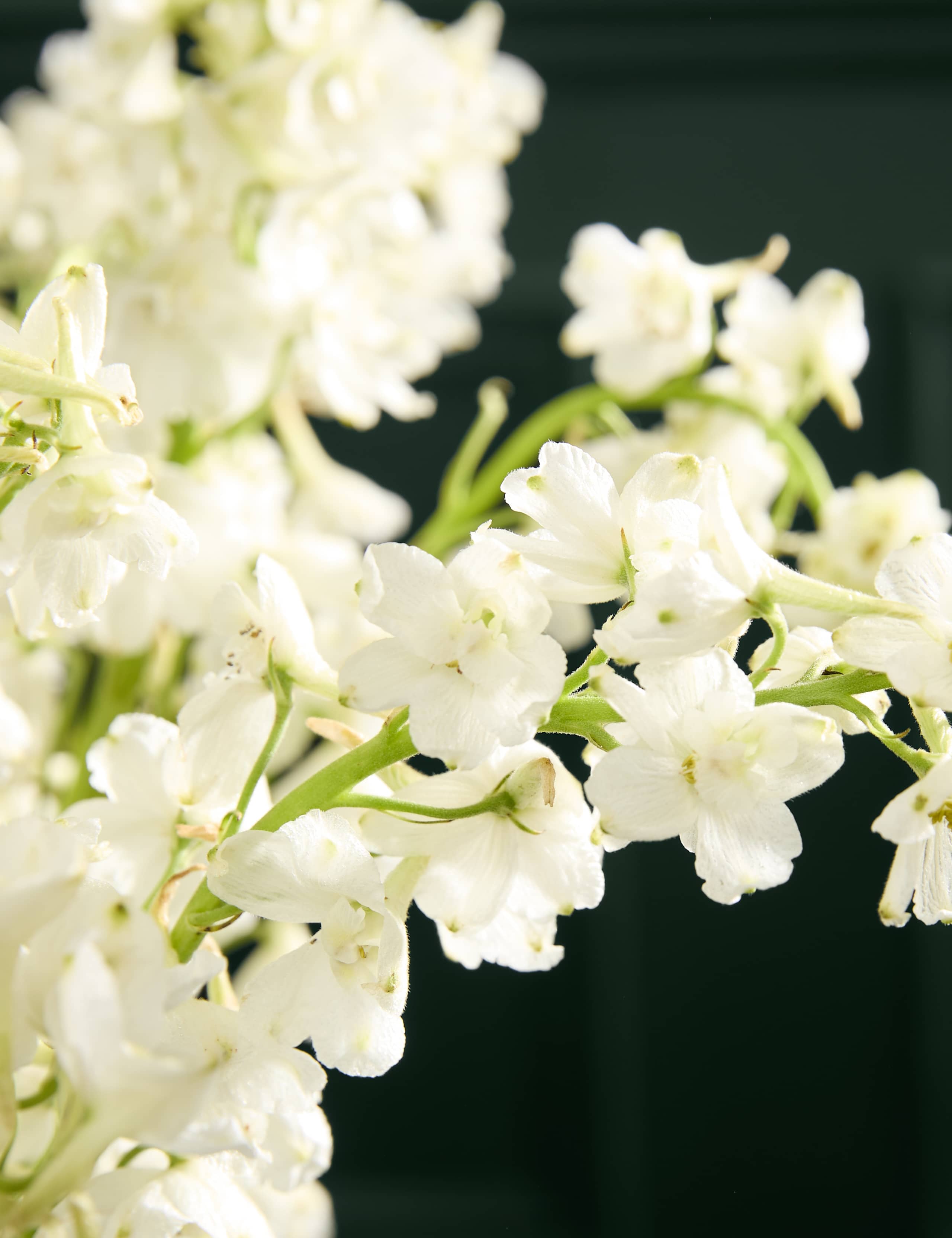 Delphinium Abundance Bouquet with Vase 3 of 7