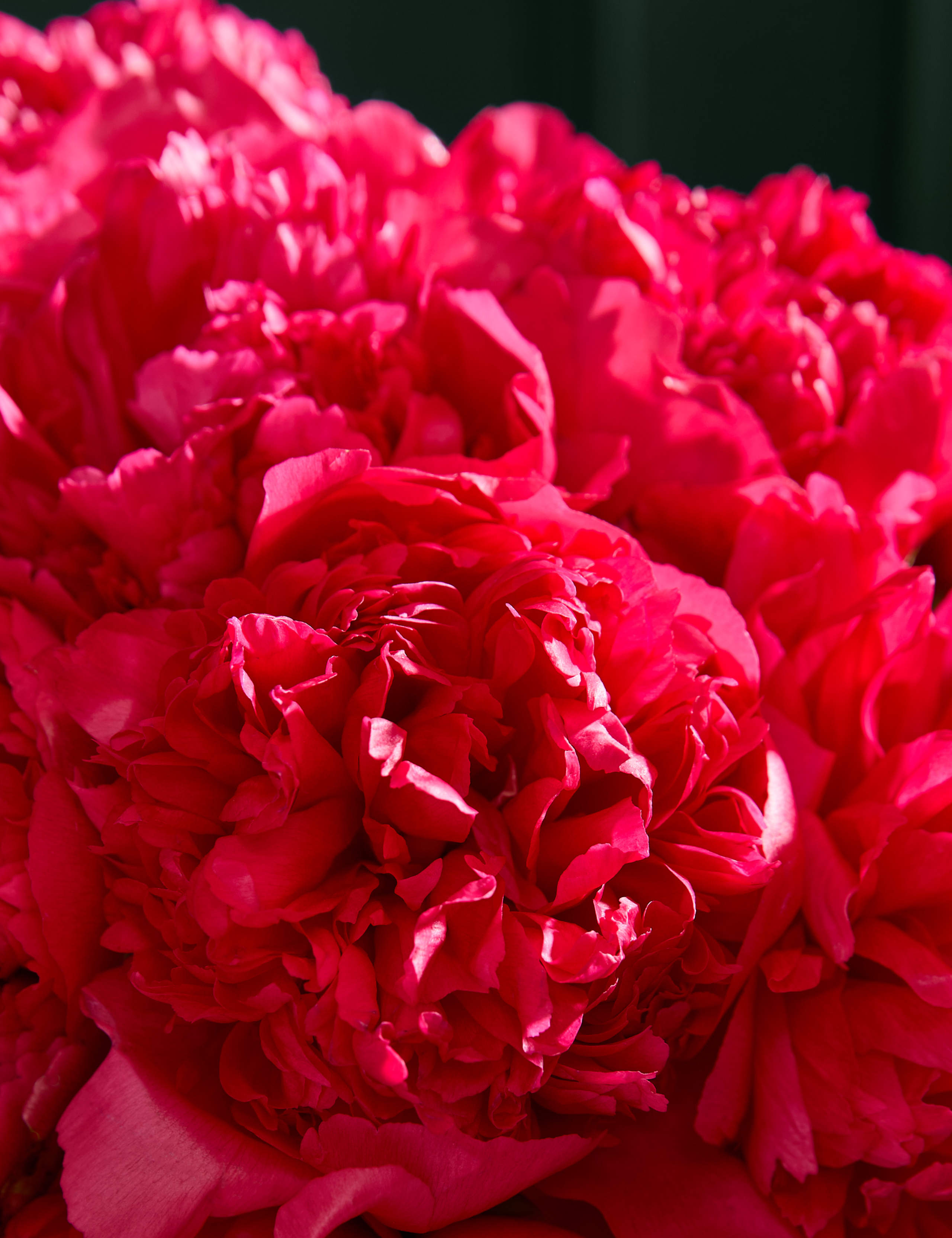 Red Peony Abundance Bouquet 3 of 4