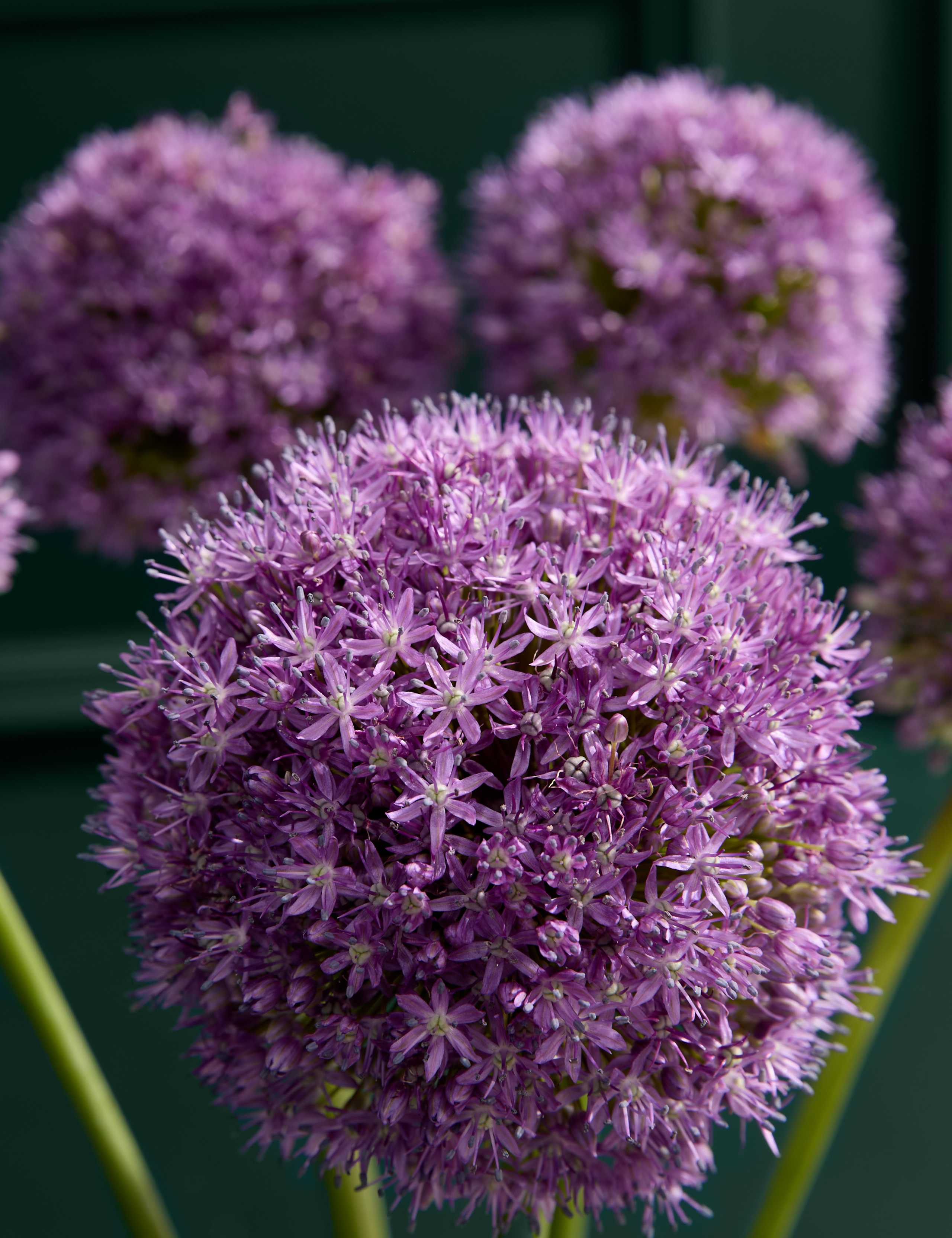 King Allium Bouquet 3 of 5