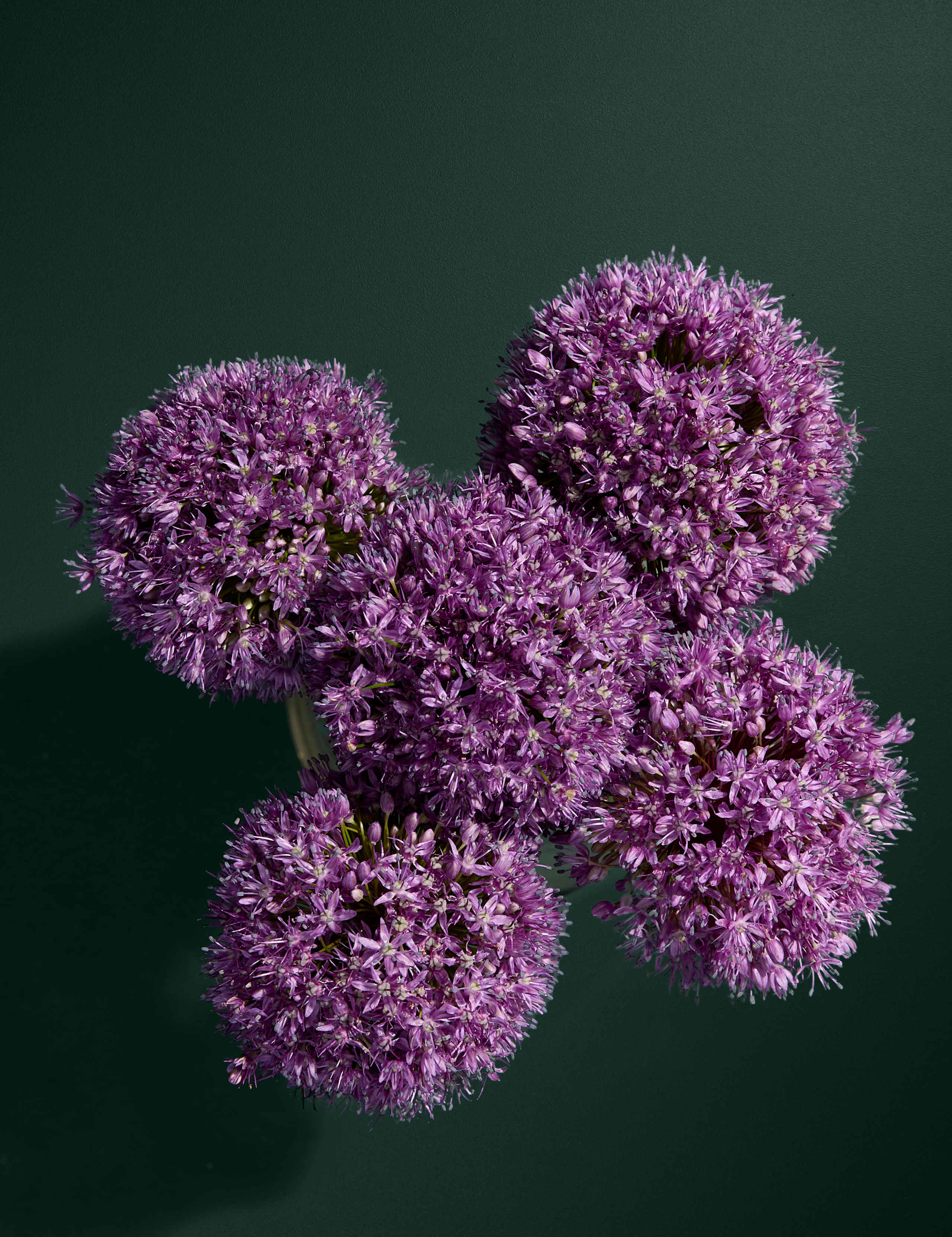 King Allium Bouquet 2 of 5