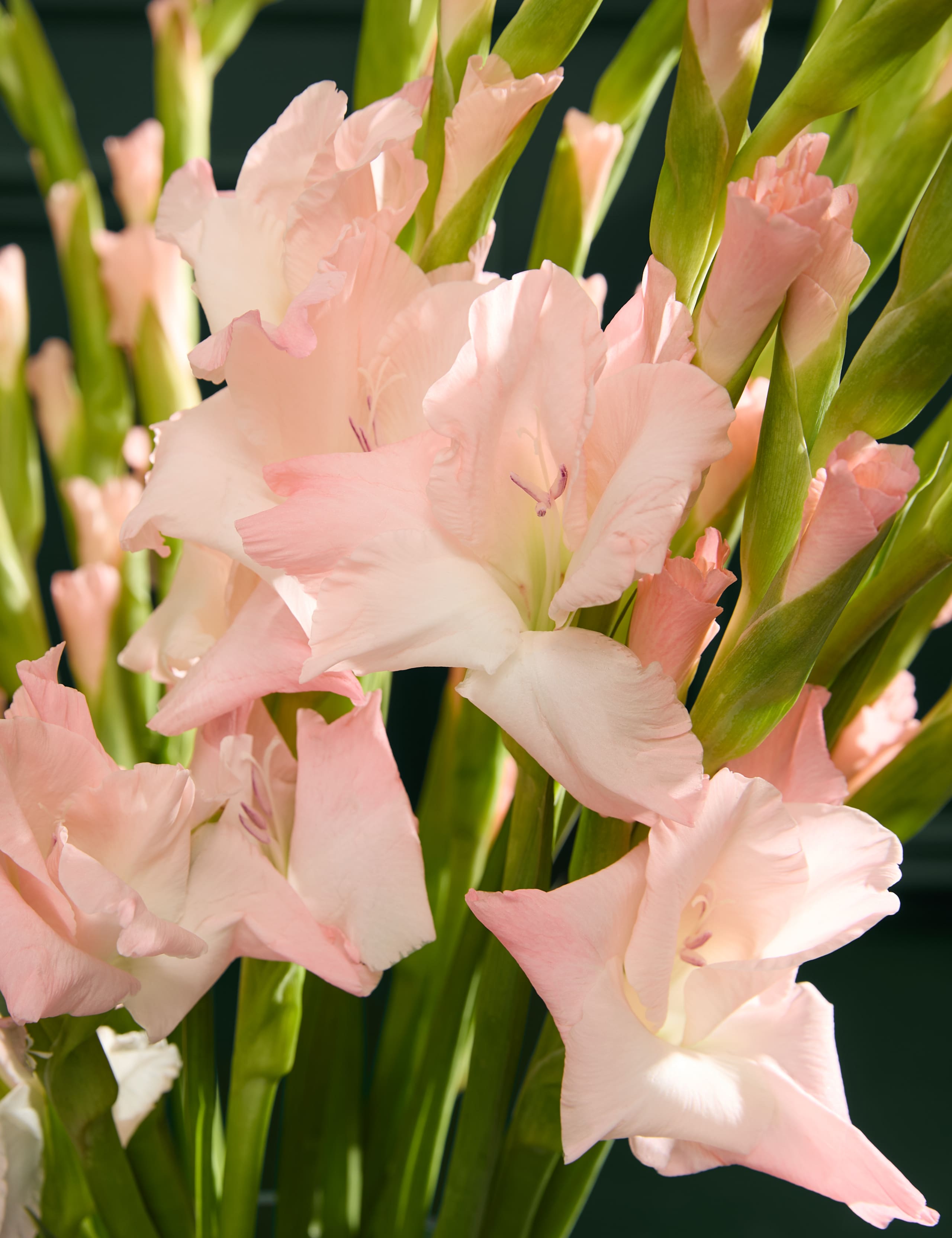 British Gladioli Abundance Bouquet 3 of 6