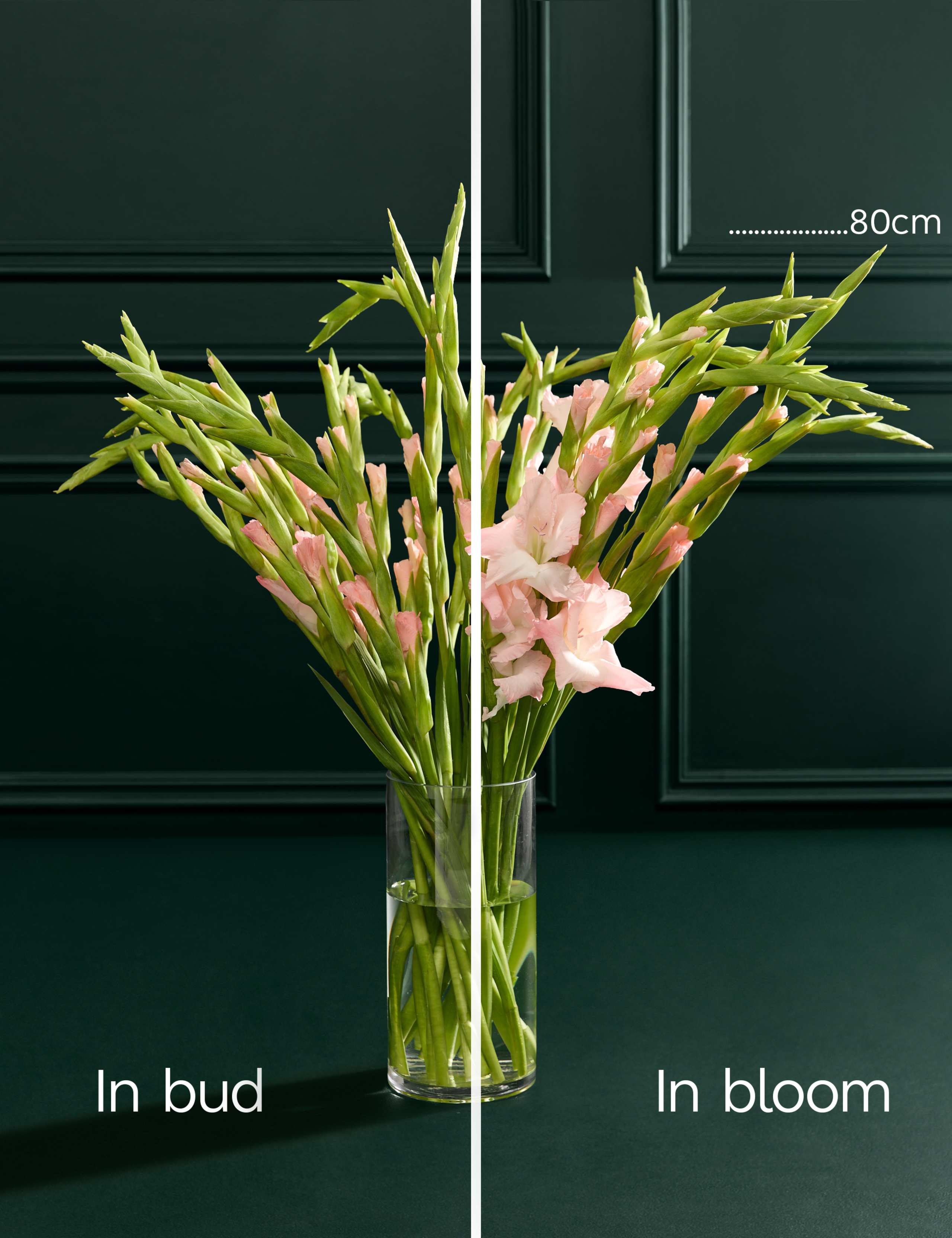 British Gladioli Abundance Bouquet 4 of 6
