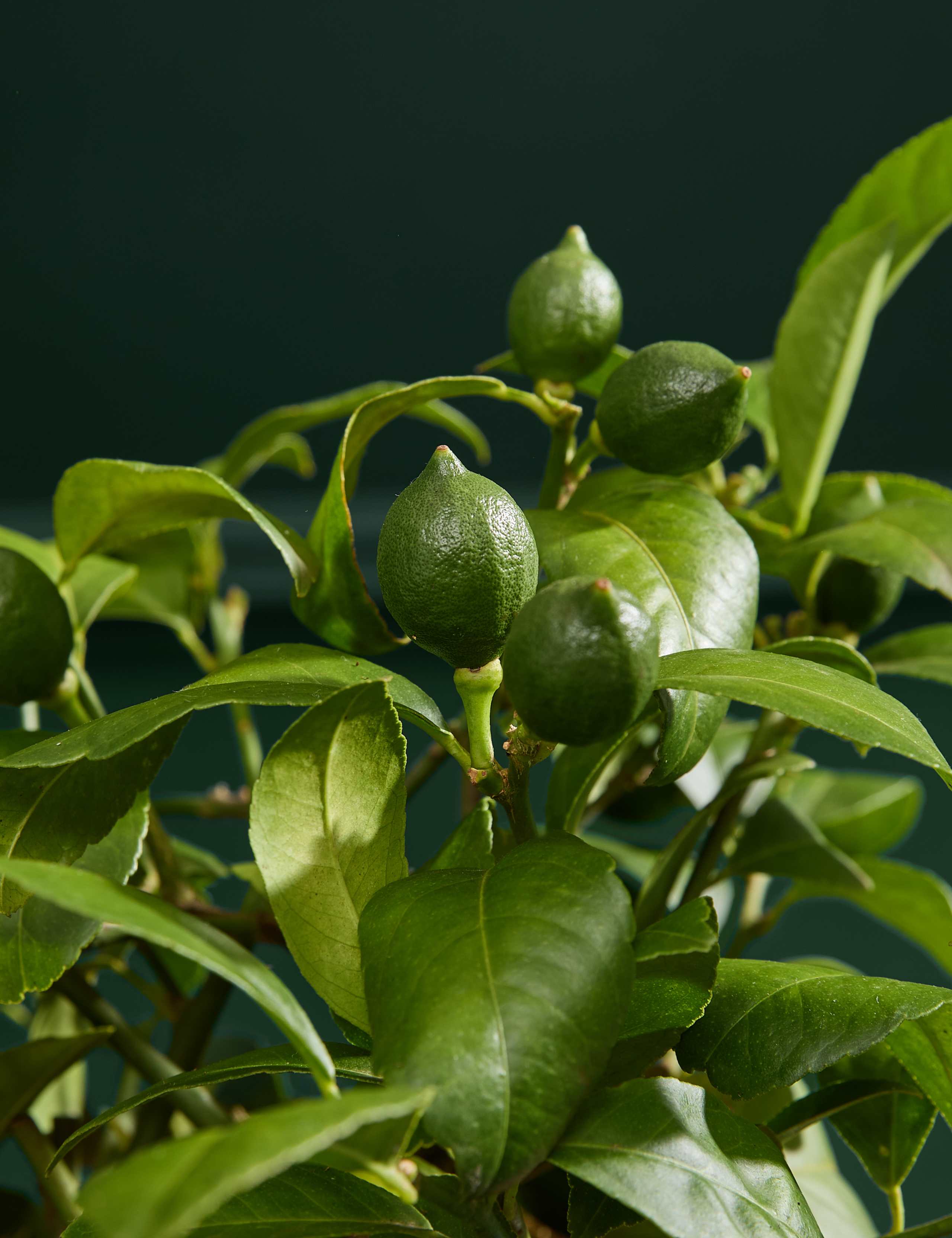 Citrus Plant in Terracotta 3 of 3