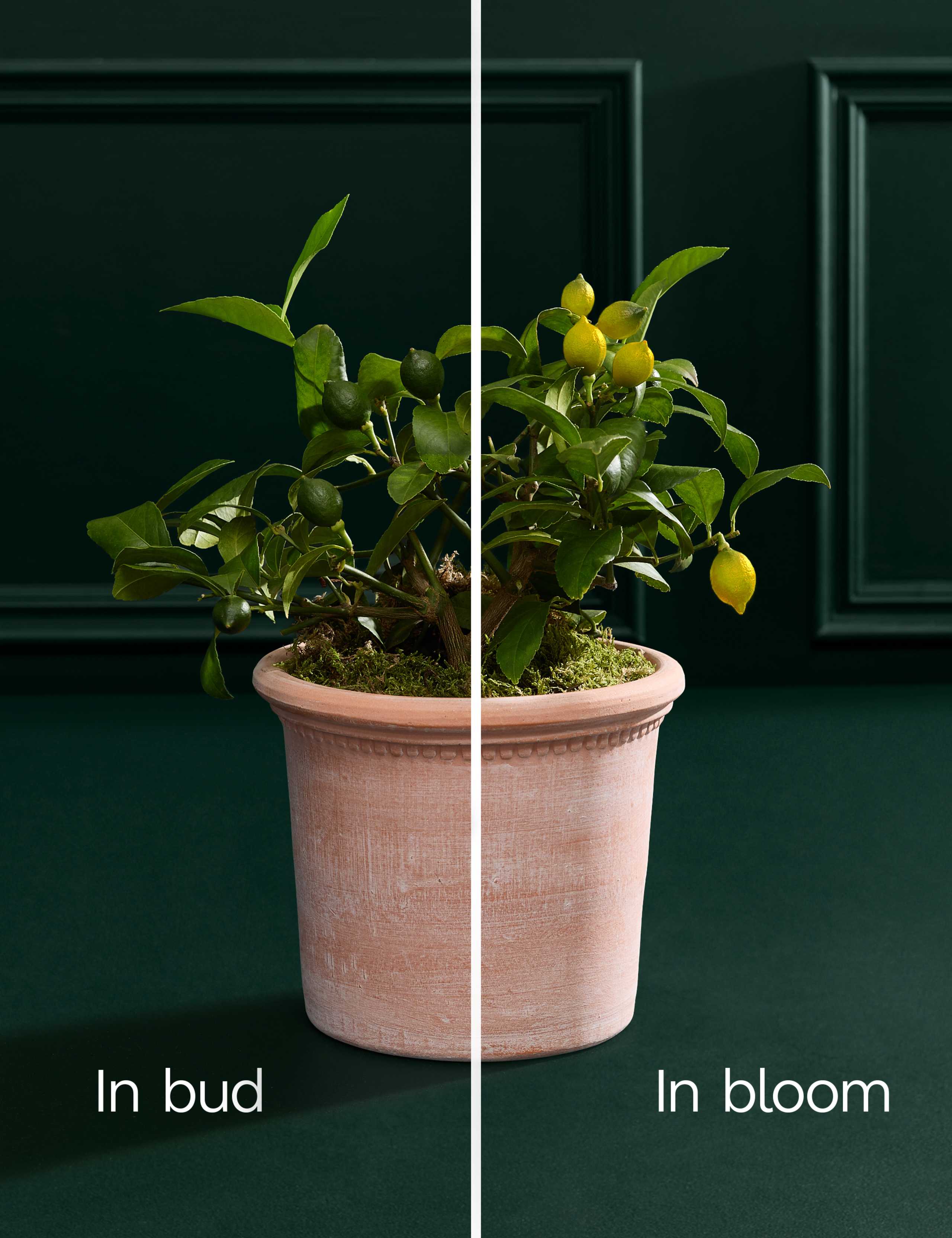 Citrus Plant in Terracotta 4 of 4