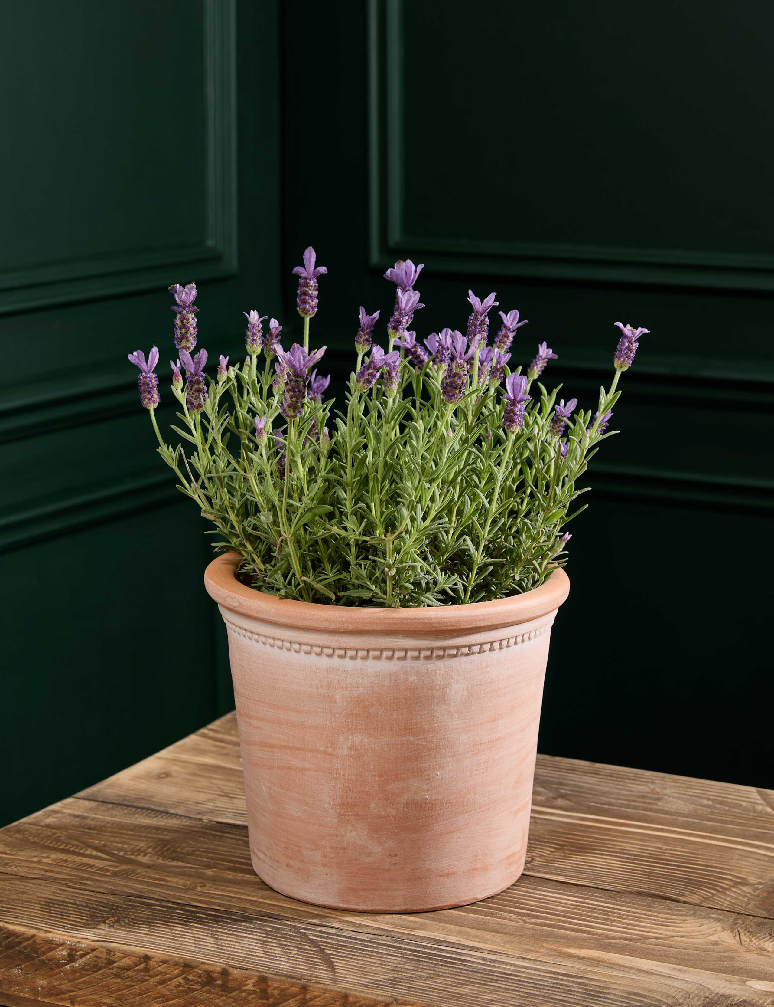 Lavender Plant in Terracotta Pot 1 of 5