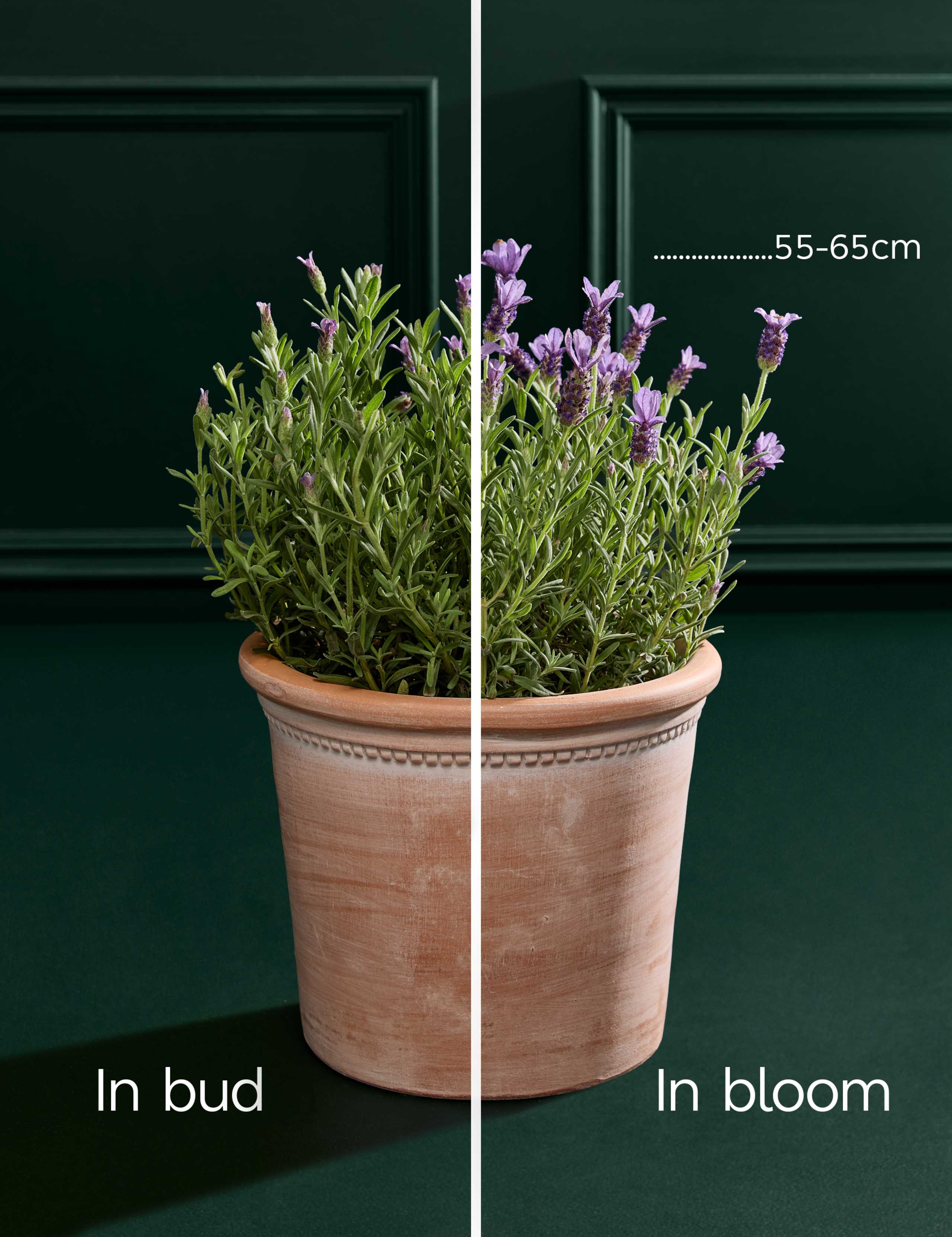 Lavender Plant in Terracotta Pot 3 of 5