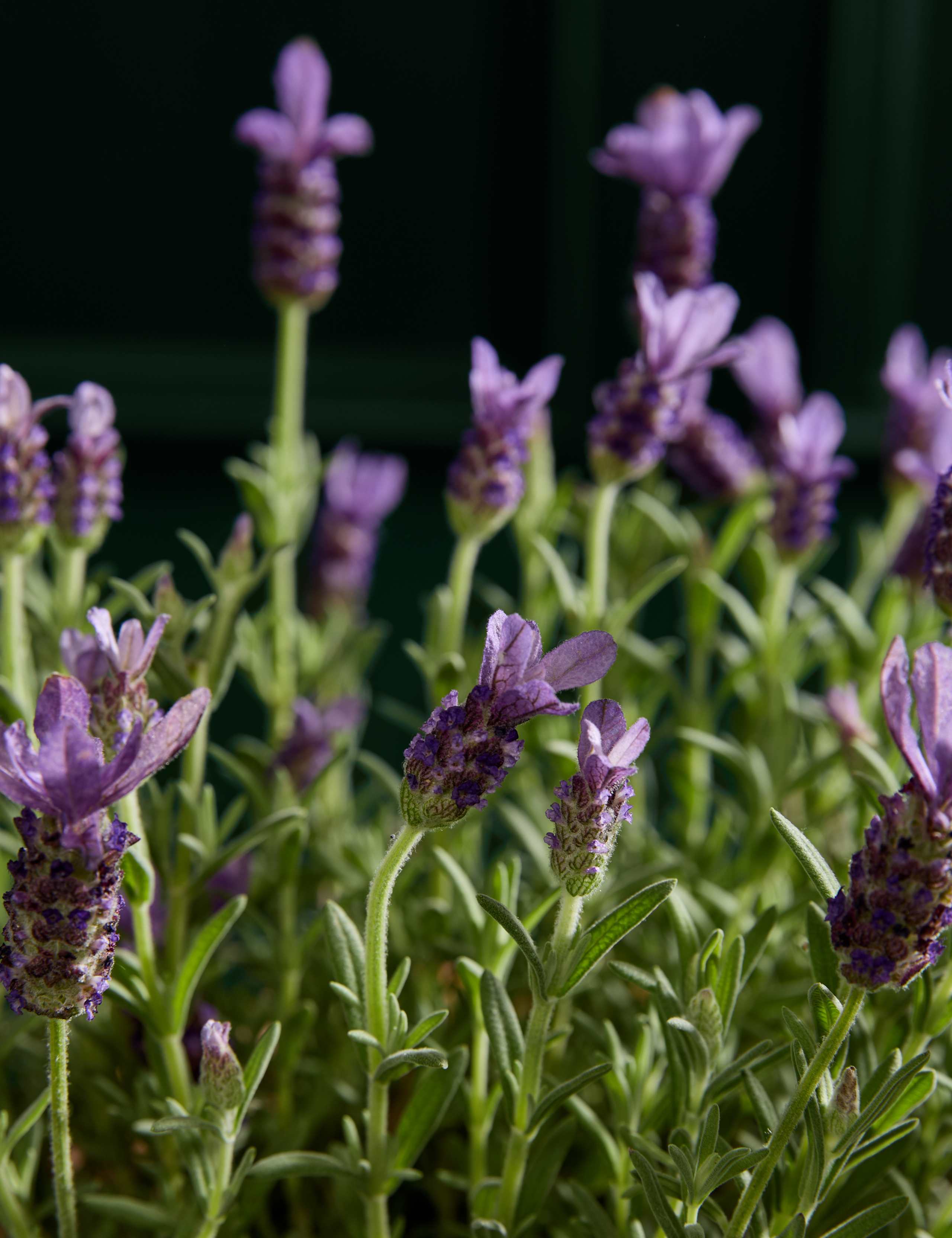 Lavender Plant in Terracotta Pot 2 of 5