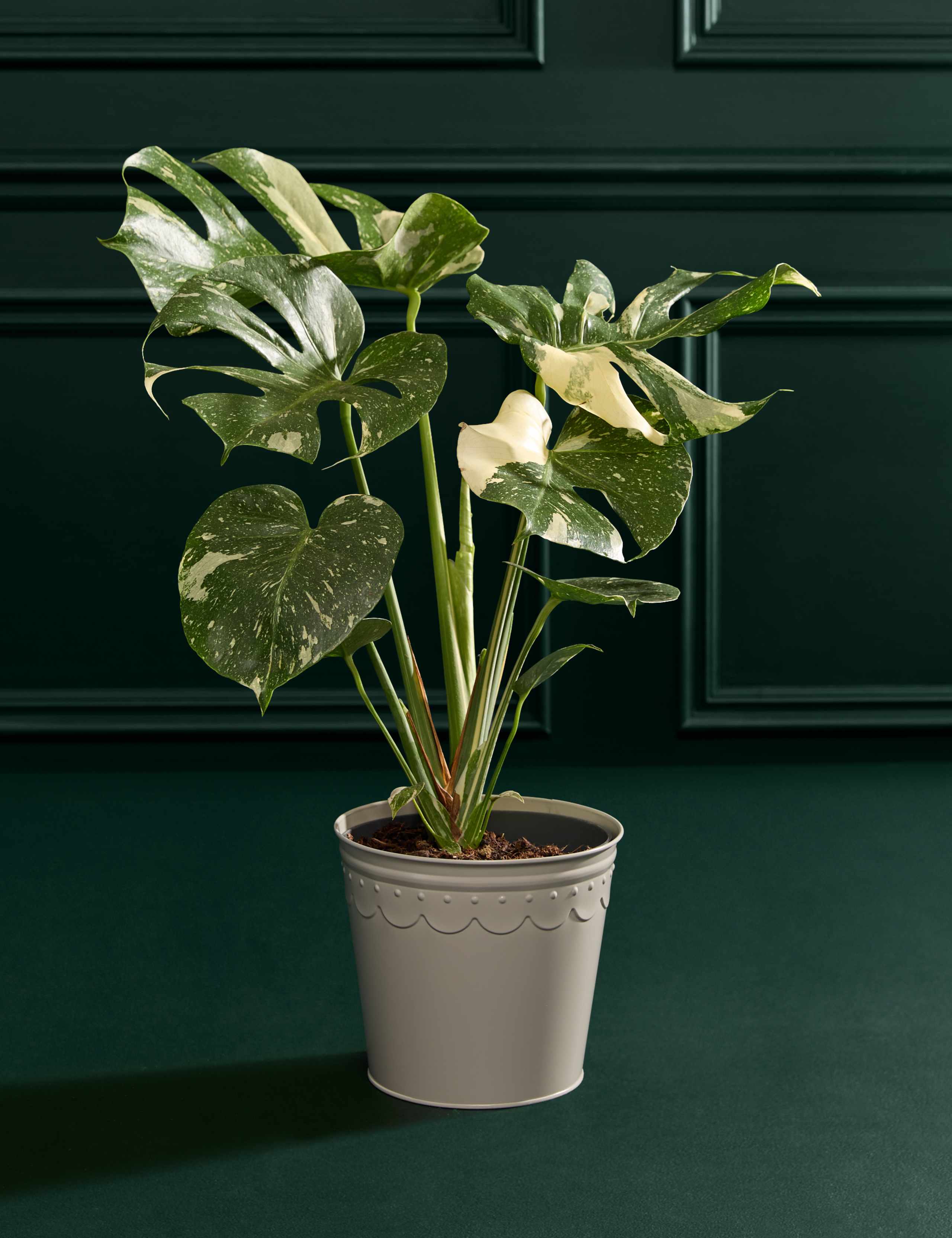 Monstera in Tin Pot 3 of 3