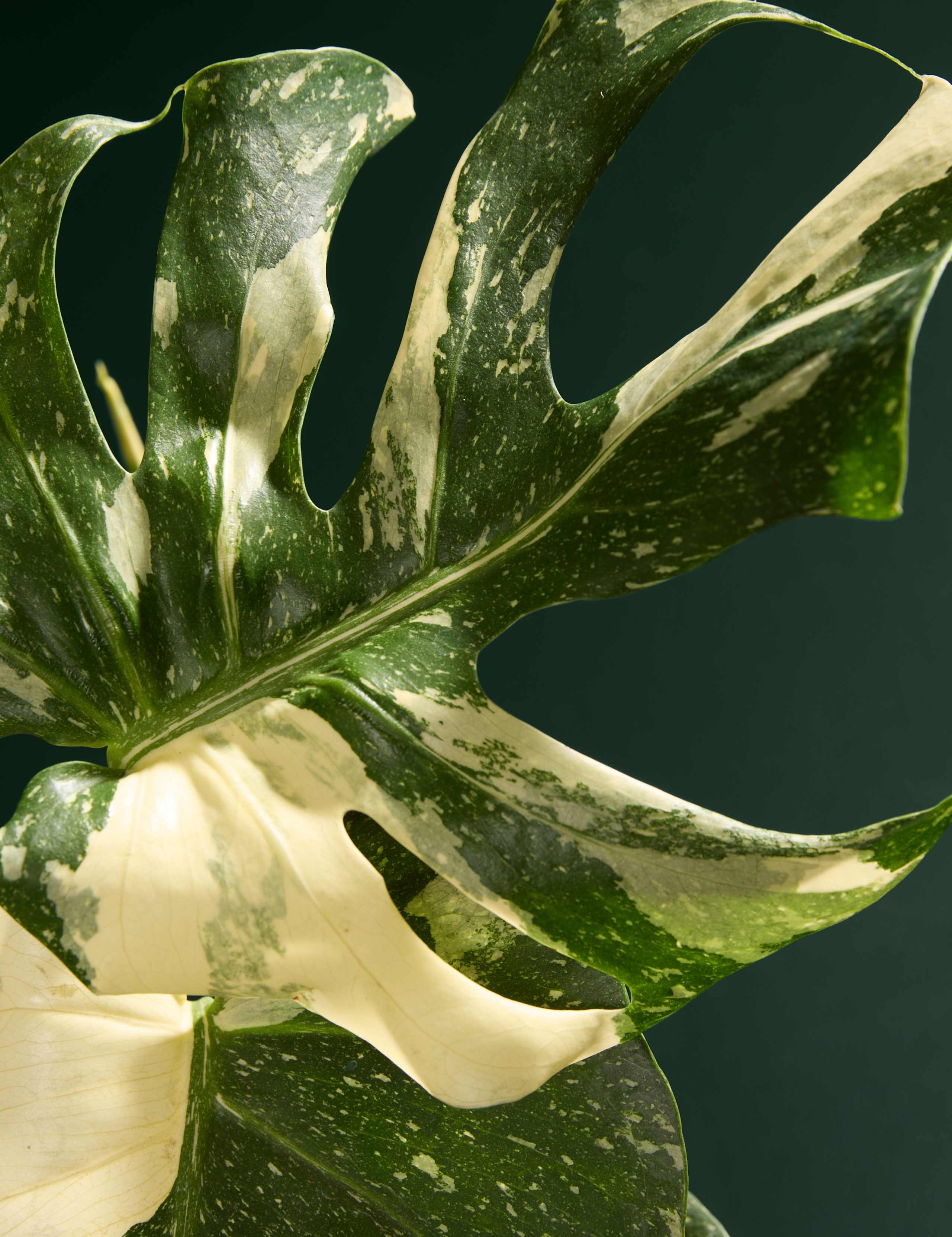 Monstera in Tin Pot 2 of 3