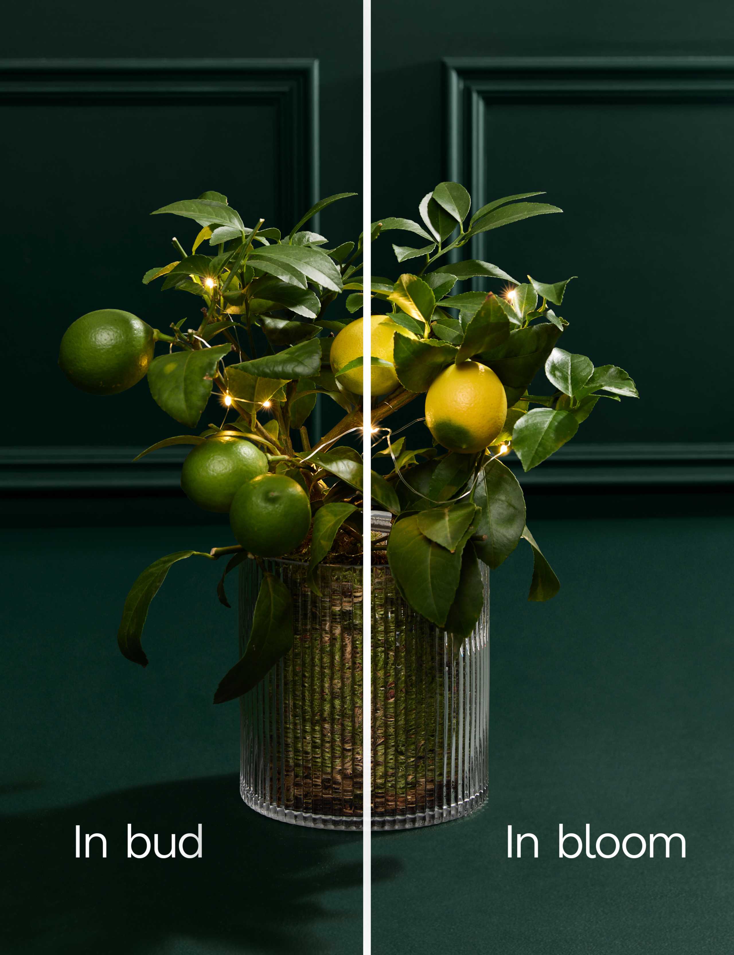 Festive Citrus Tree in Mercury Glass with Lights 3 of 3
