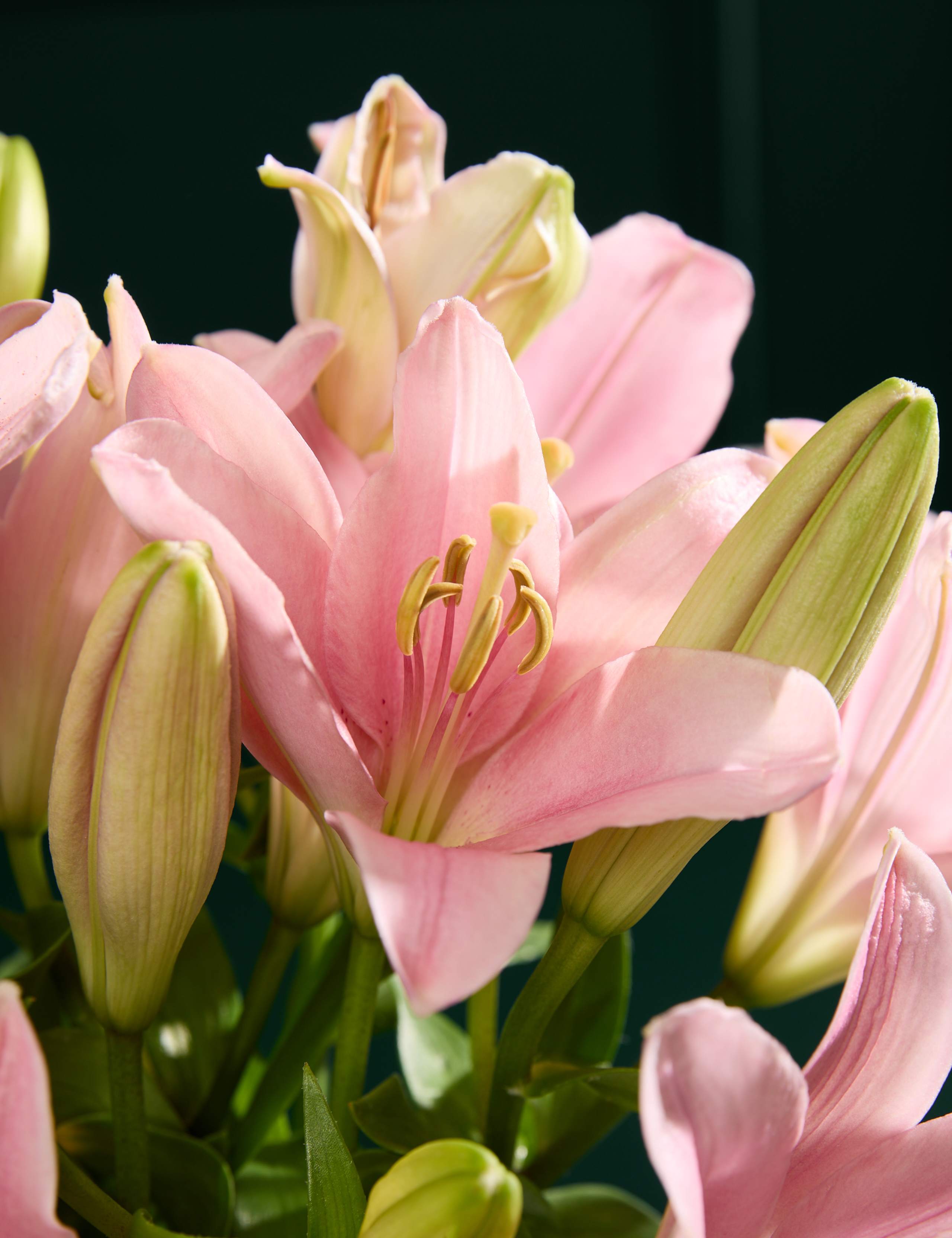 Pink Lily Letterbox Flowers 3 of 6