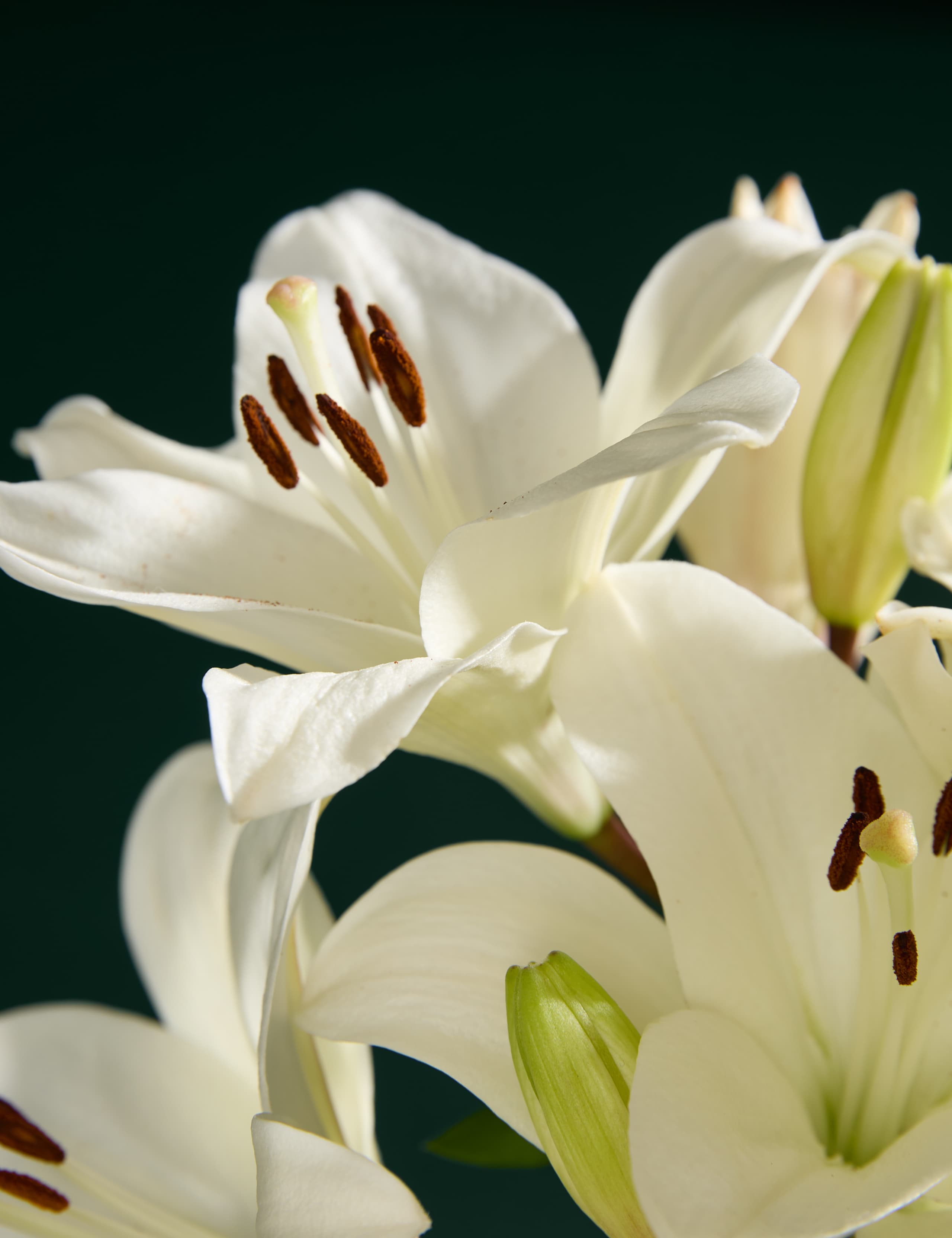 White Lily Letterbox Flowers 3 of 6
