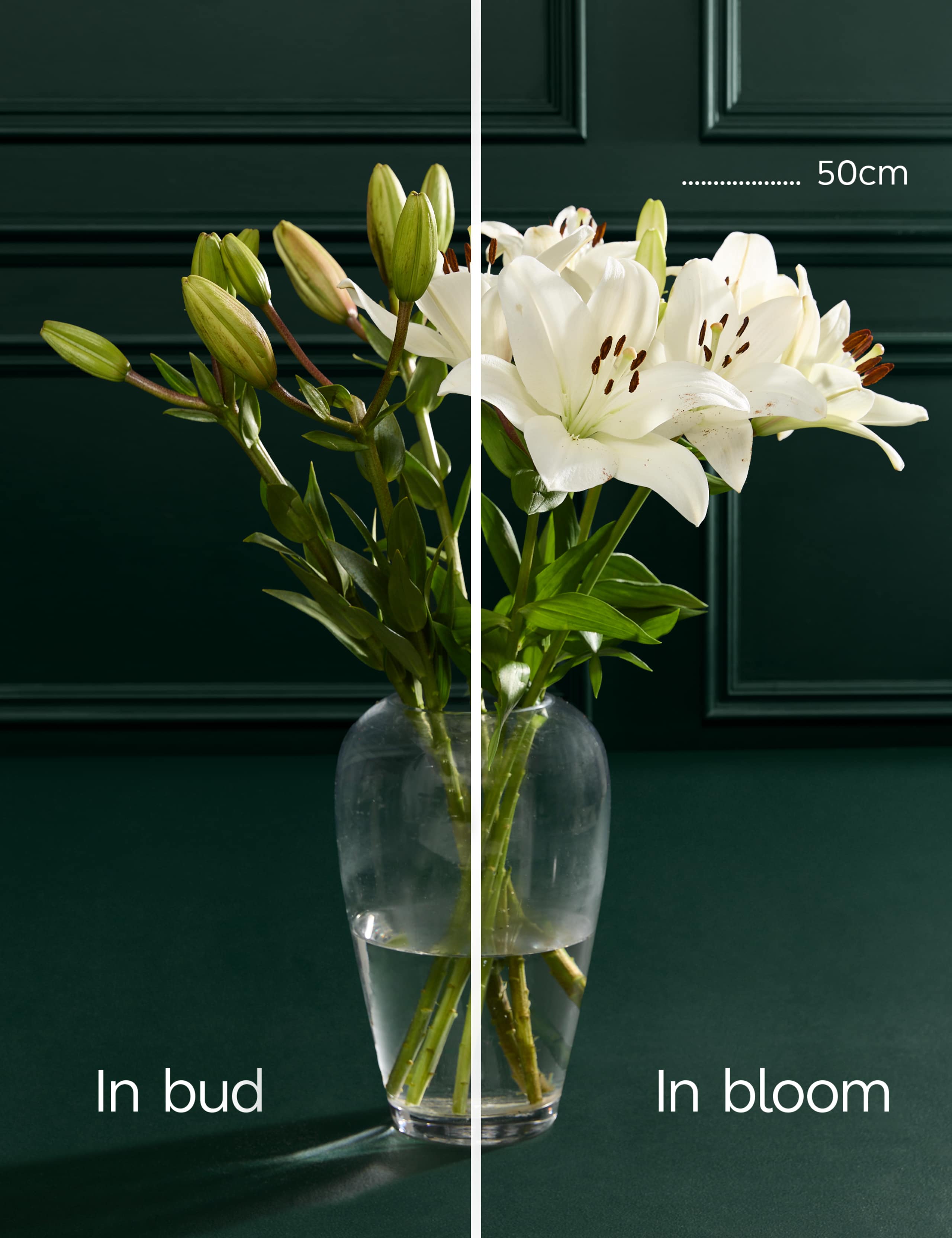 White Lily Letterbox Flowers 5 of 6