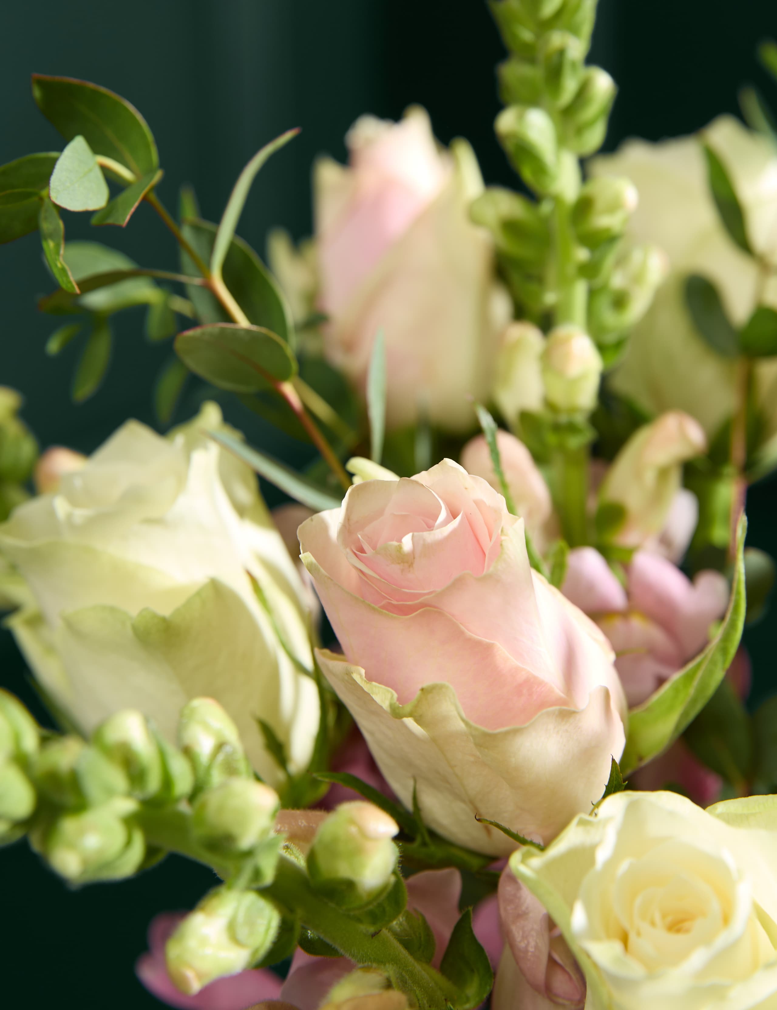 Blush Rose & Antirrhinum Letterbox Flowers 3 of 7