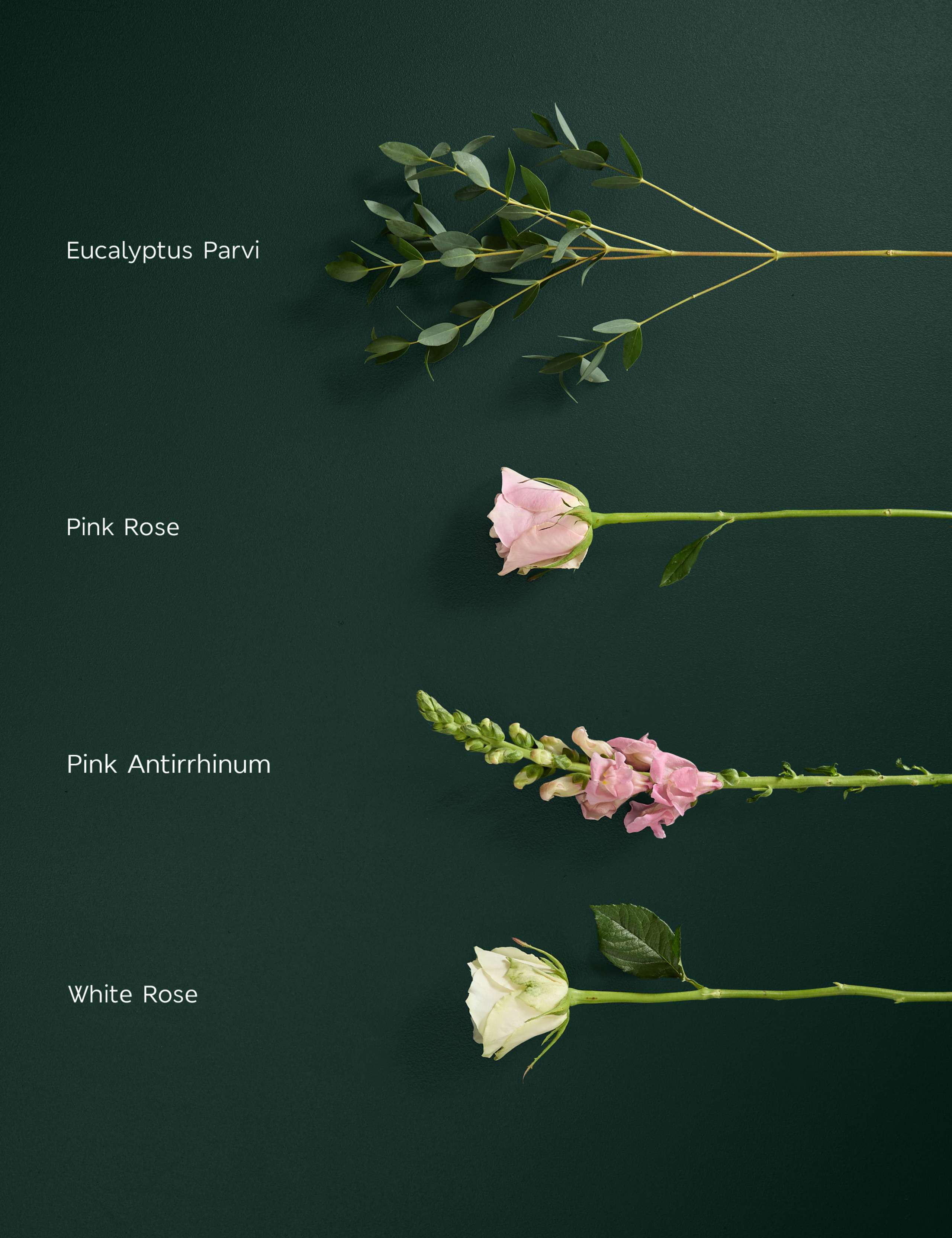 Blush Rose & Antirrhinum Letterbox Flowers 5 of 7
