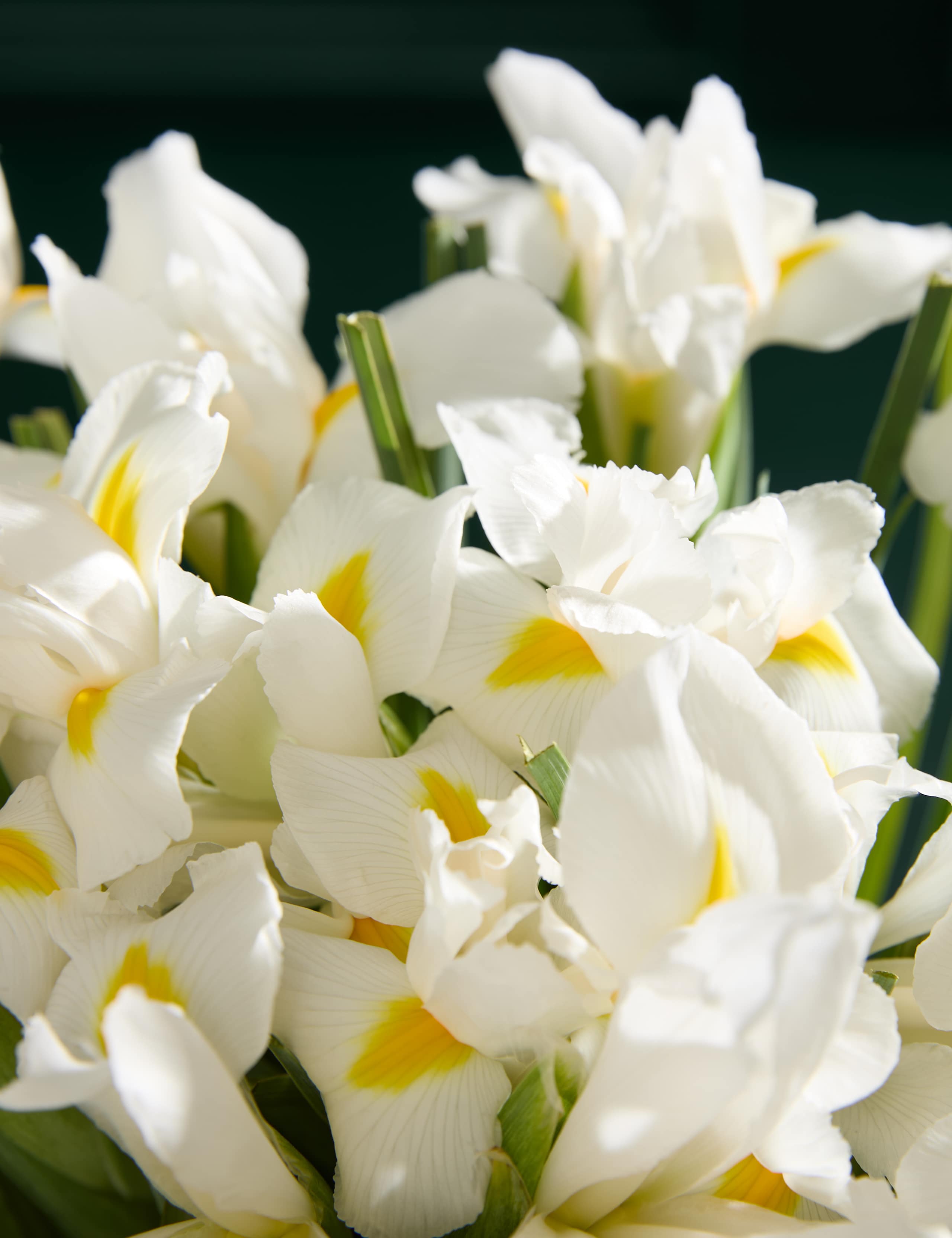 White Iris Letterbox Flowers 3 of 6