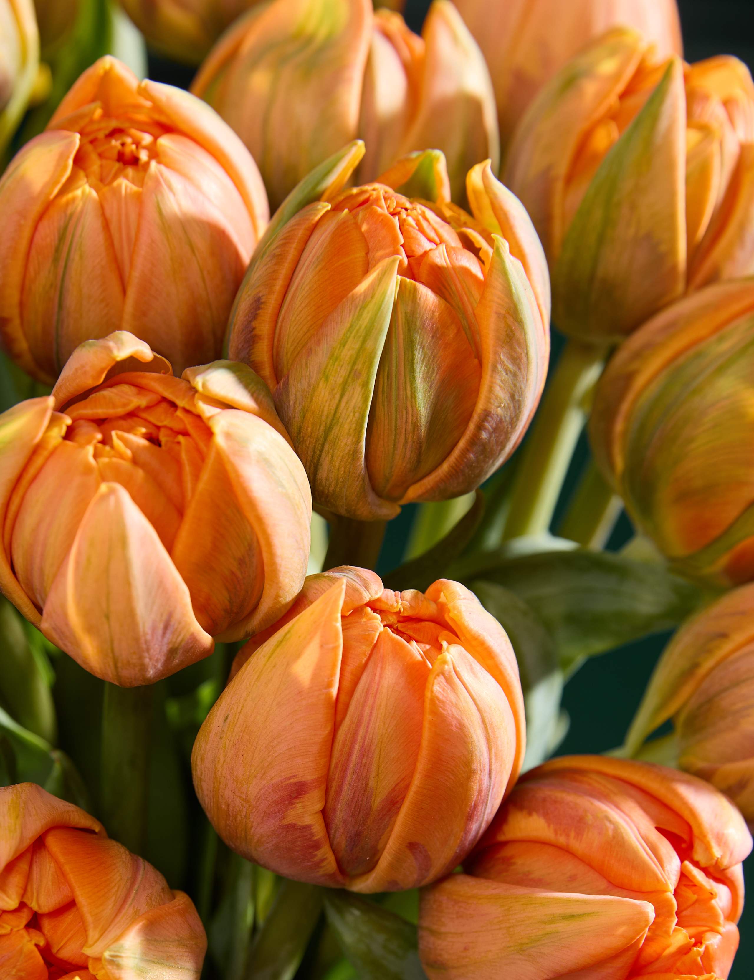 An Abundance of Speciality Tulips Bouquet 3 of 6