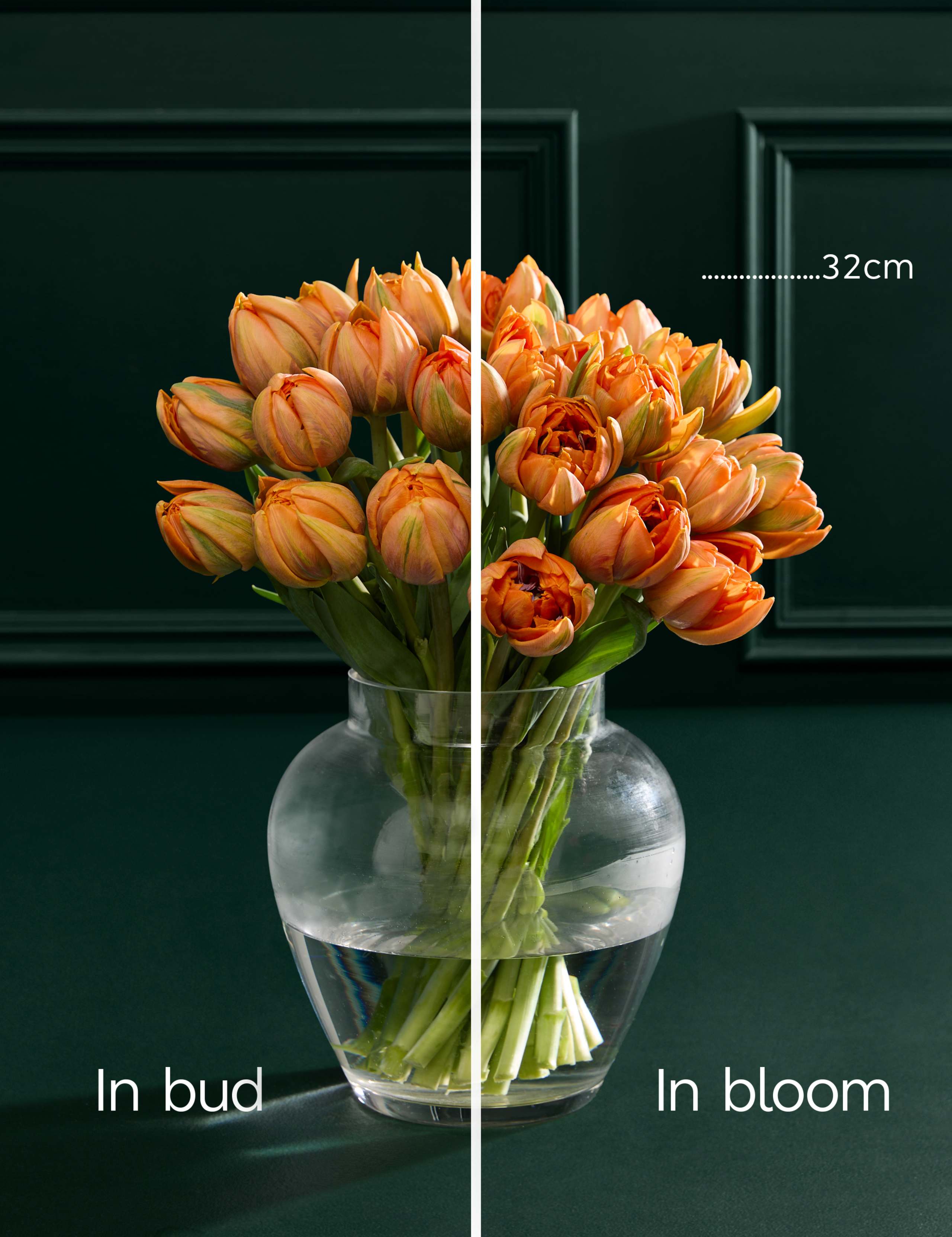 An Abundance of Speciality Tulips Bouquet 4 of 6