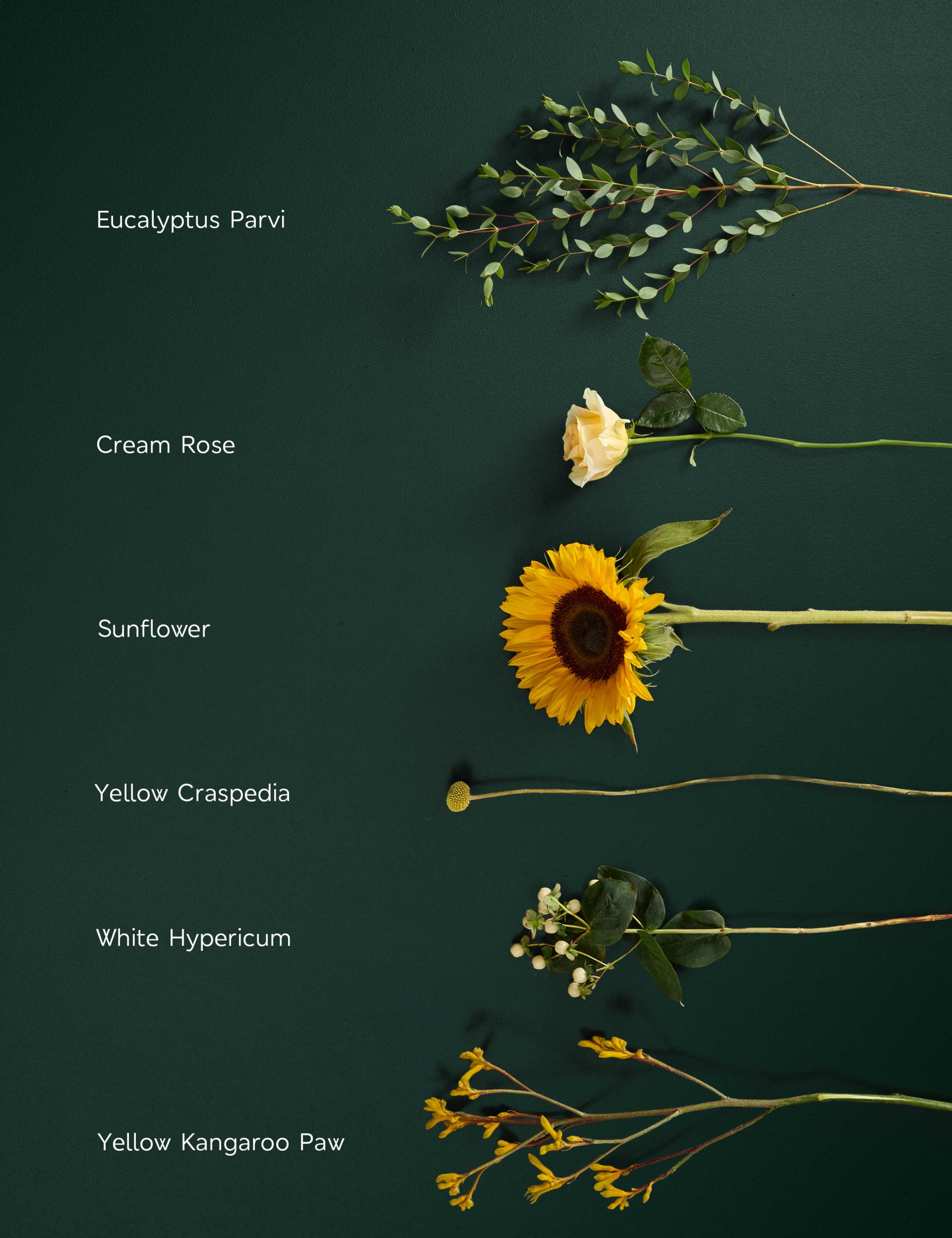 Sunflower & Kangaroo Paw Bouquet 4 of 7